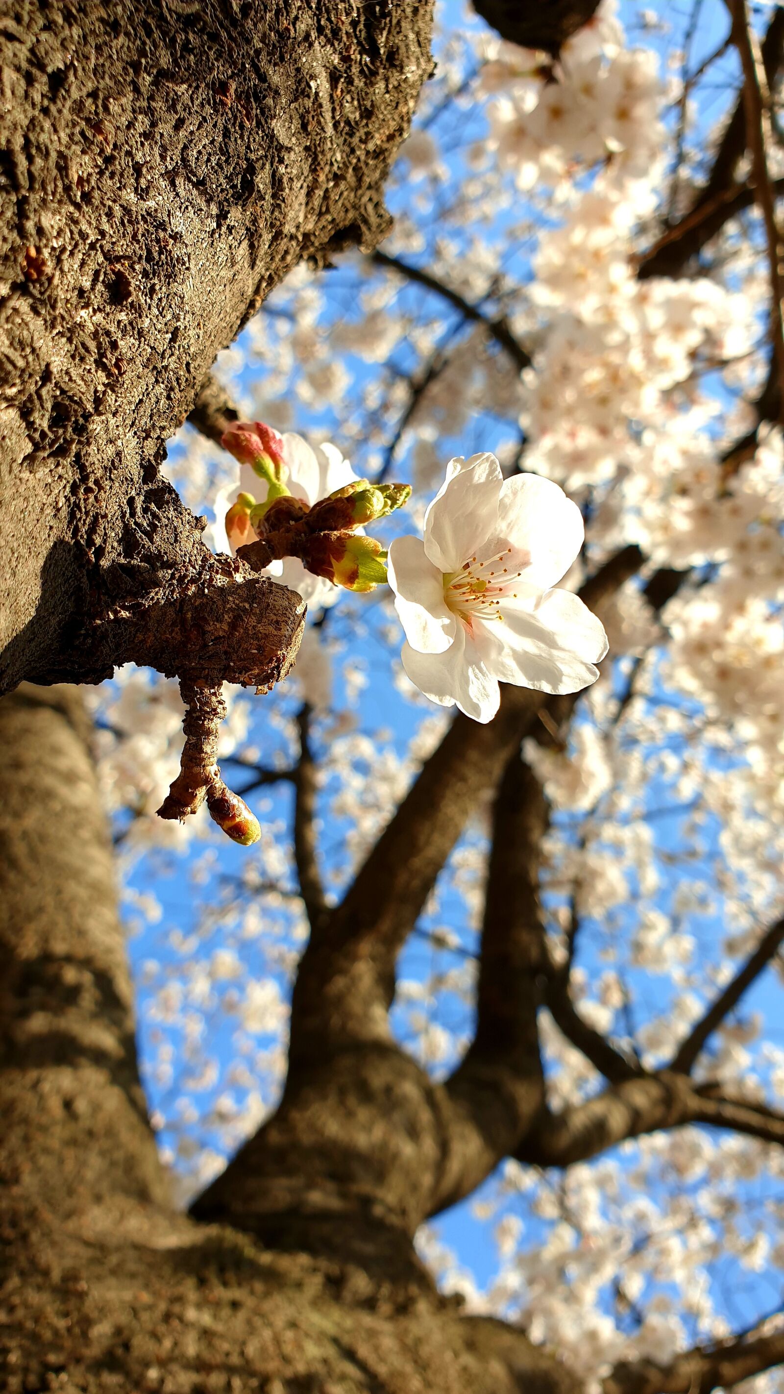 Samsung Galaxy Note9 sample photo. Cherry blossom, flowers, spring photography