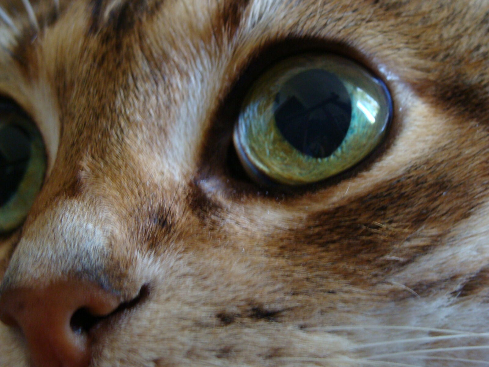 Sony Cyber-shot DSC-H10 sample photo. Cat, eyes photography