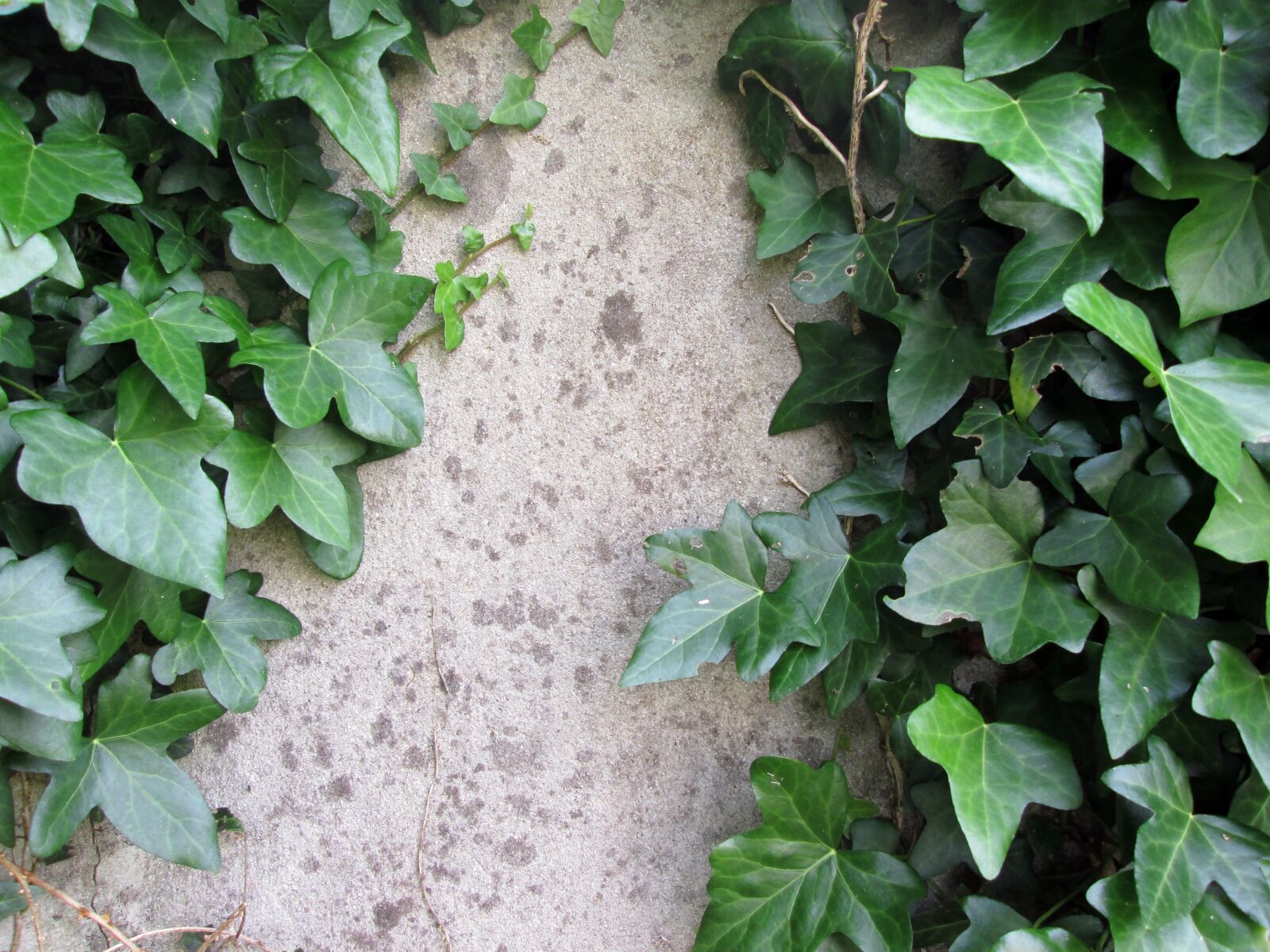 Canon PowerShot A2500 sample photo. Wall, old, ivy photography