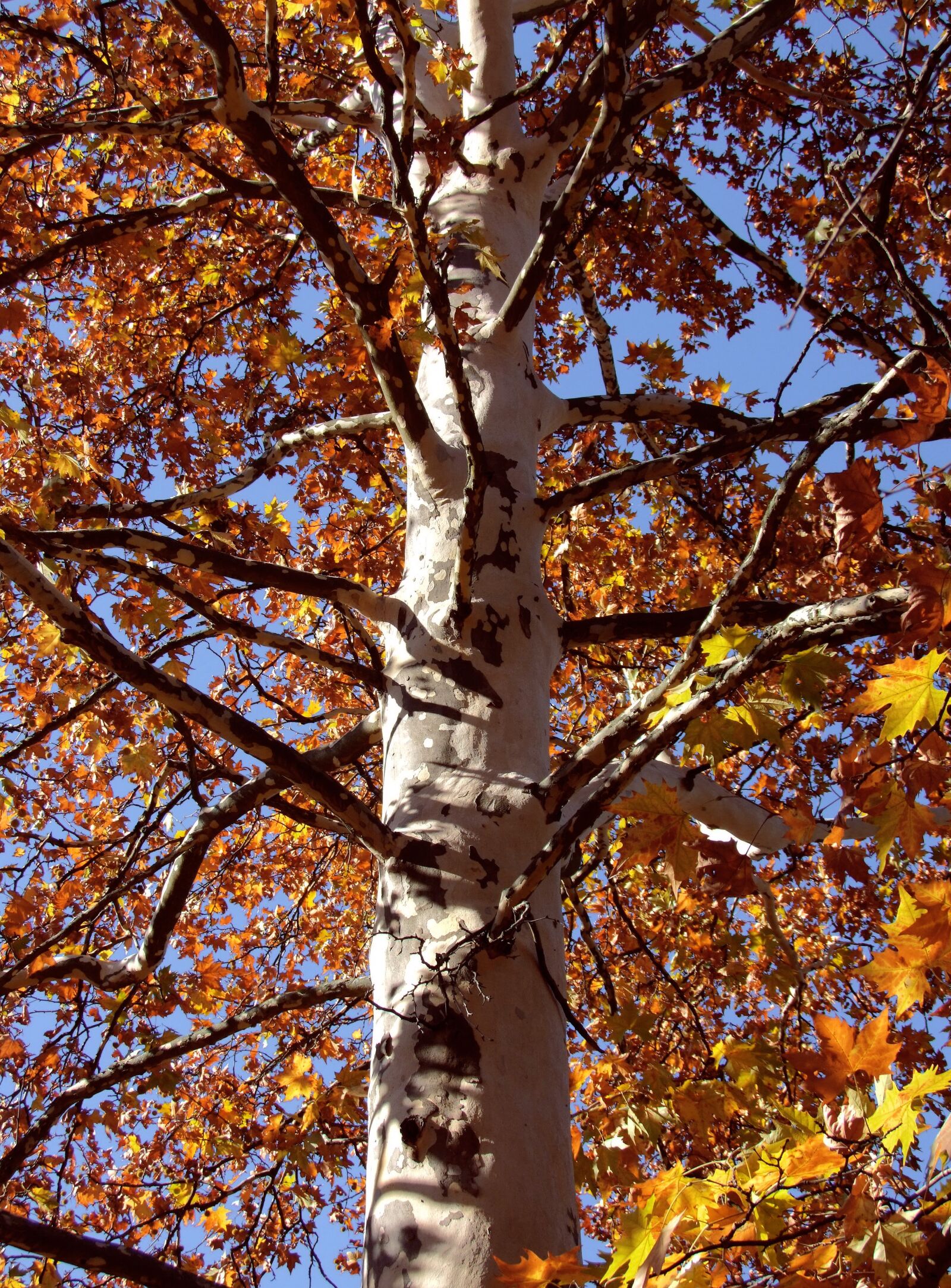 Fujifilm FinePix S100fs sample photo. Autumn, yellow, holidays photography