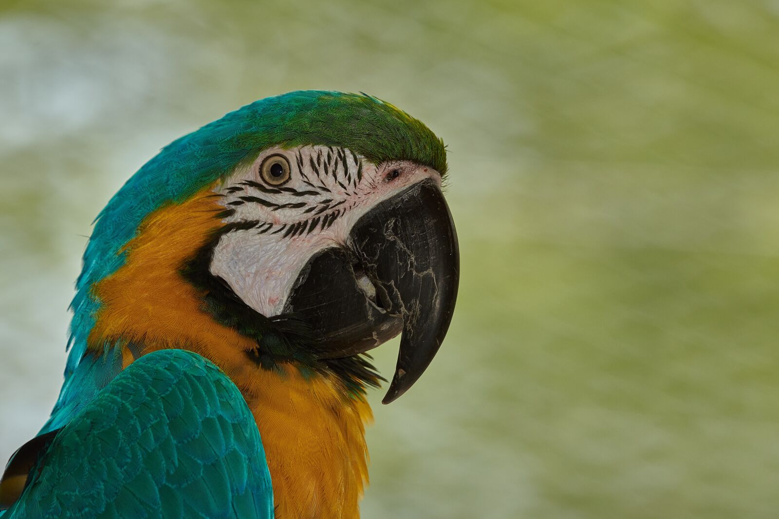 Nikon AF-S Nikkor 200-500mm F5.6E ED VR sample photo. Parrot, aara, bird photography