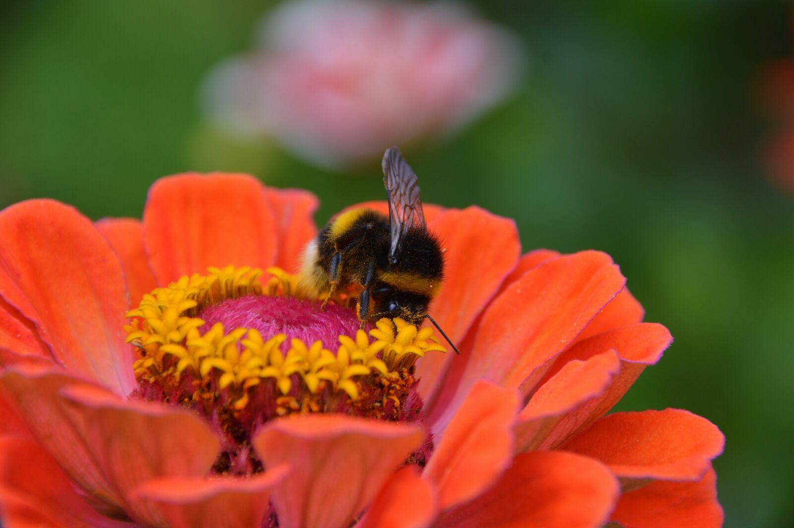 Nikon D3200 sample photo. Bumblebee, bee, flower photography