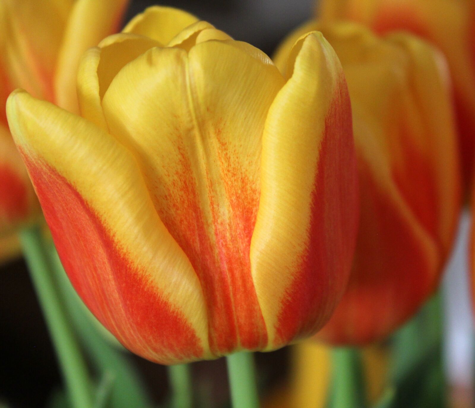 Canon EOS 550D (EOS Rebel T2i / EOS Kiss X4) sample photo. Tulip, flower, spring photography