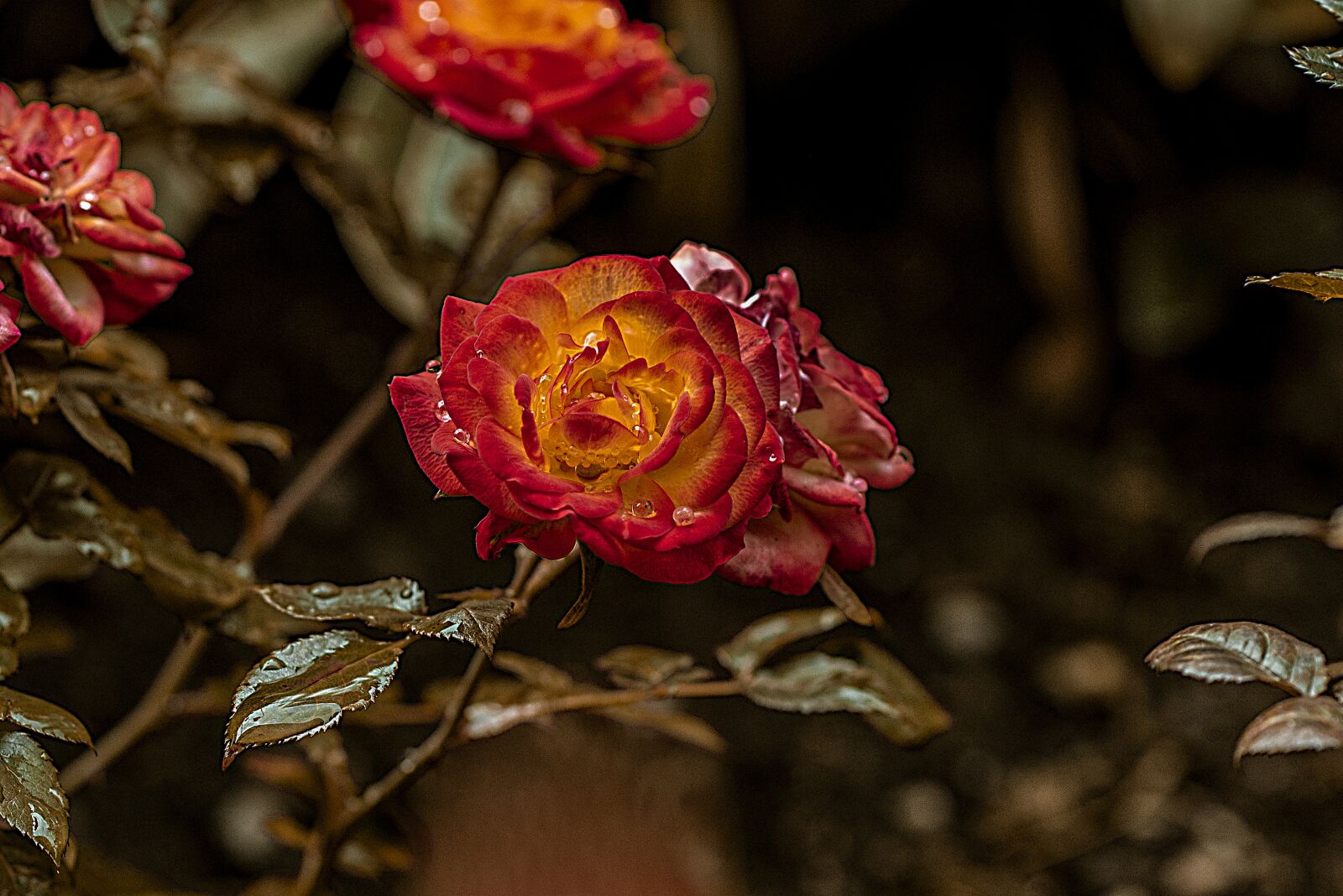 Nikon D600 sample photo. Rosa, flower, bella photography