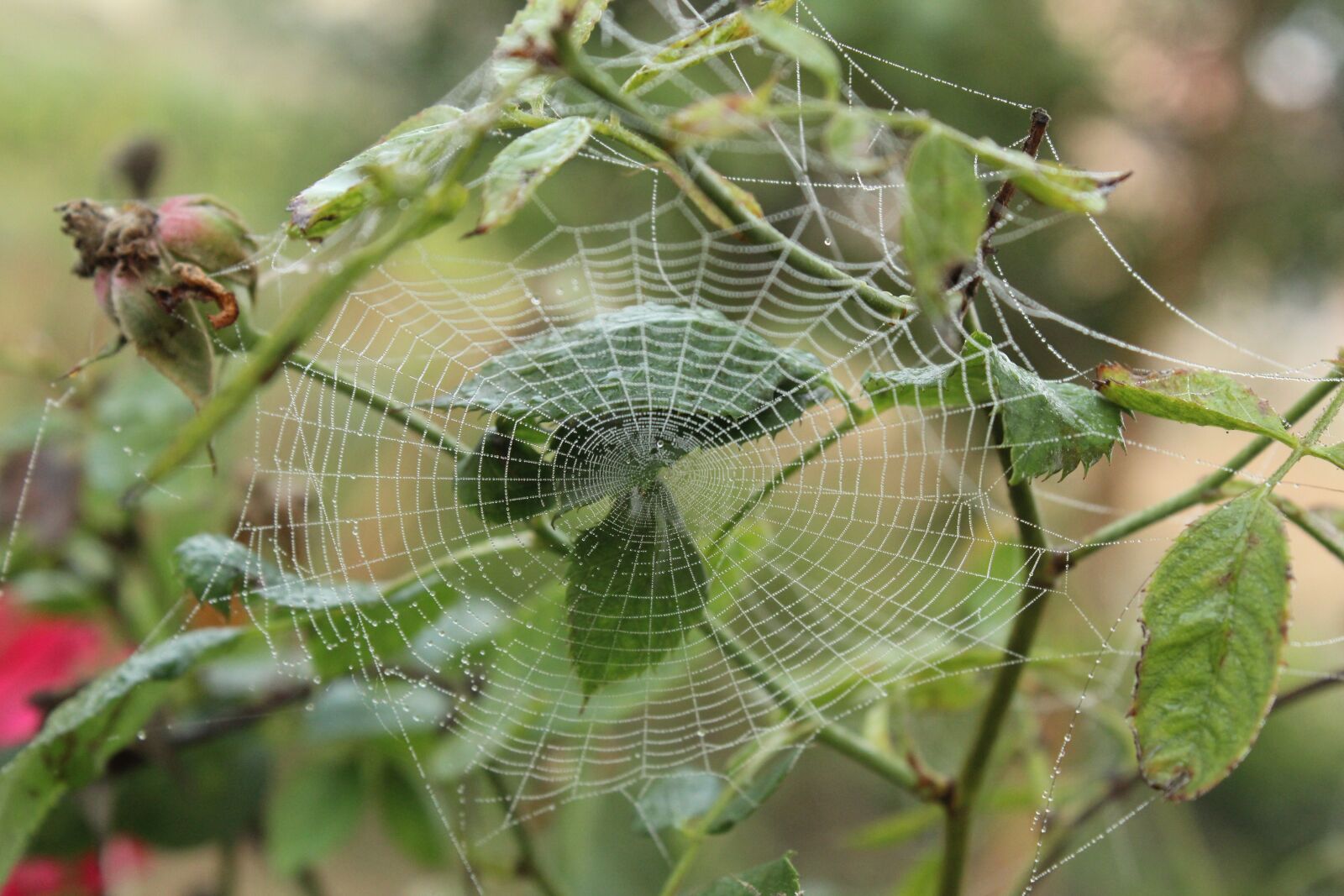 Canon EOS 1300D (EOS Rebel T6 / EOS Kiss X80) sample photo. Spider web, web, spider photography