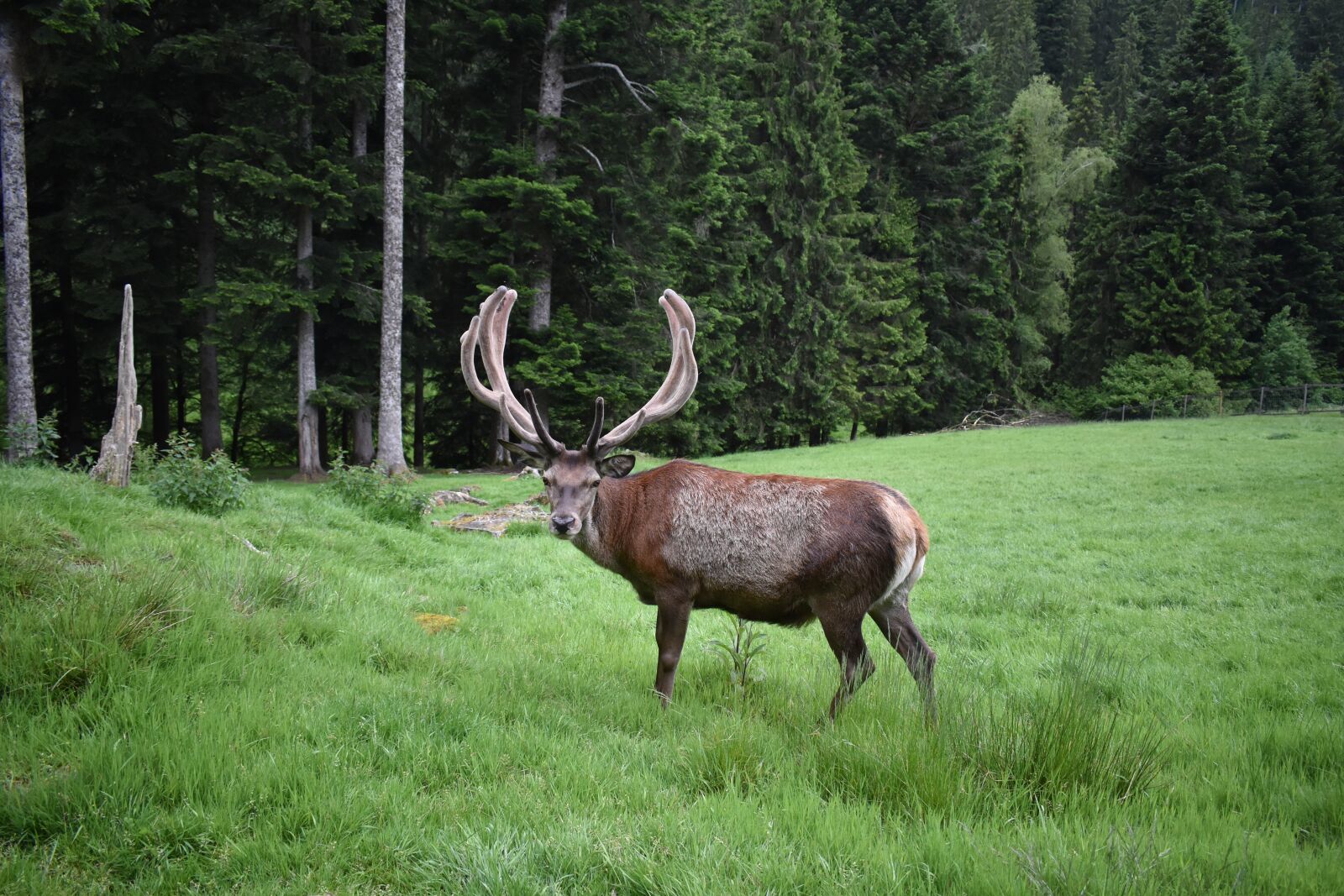 Nikon D3400 sample photo. Red deer, black forest photography
