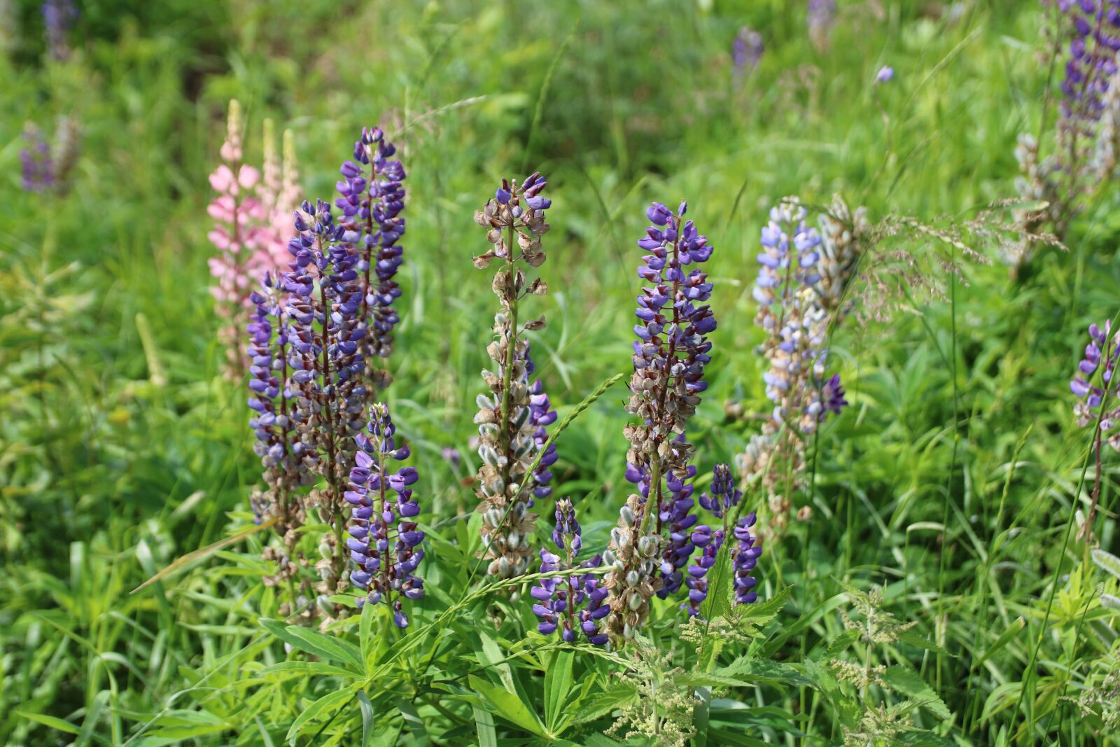 Canon EOS 750D (EOS Rebel T6i / EOS Kiss X8i) sample photo. Flower, purple, bloom photography