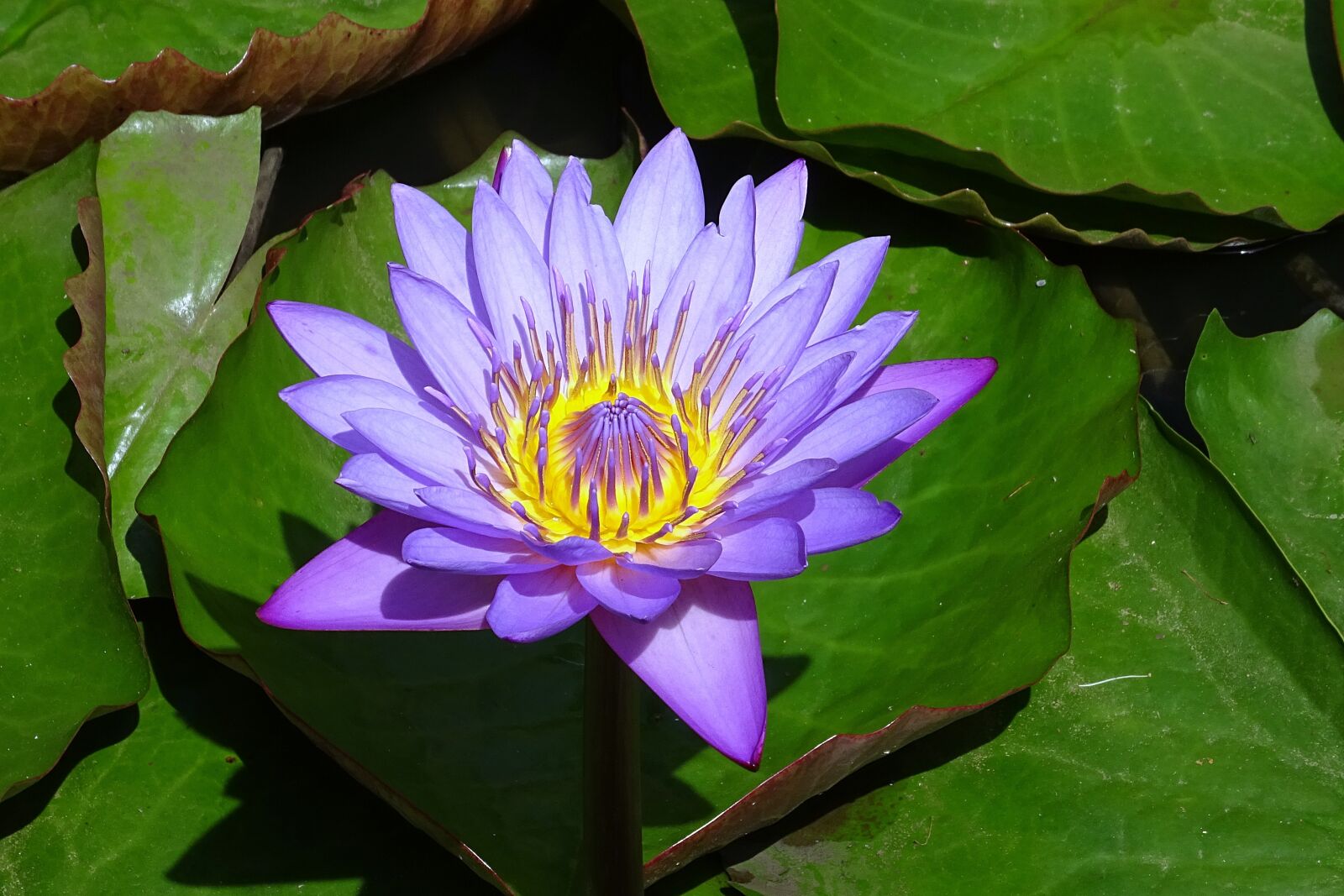 Sony DSC-HX60V sample photo. Lily, flower, nymphaea tina photography