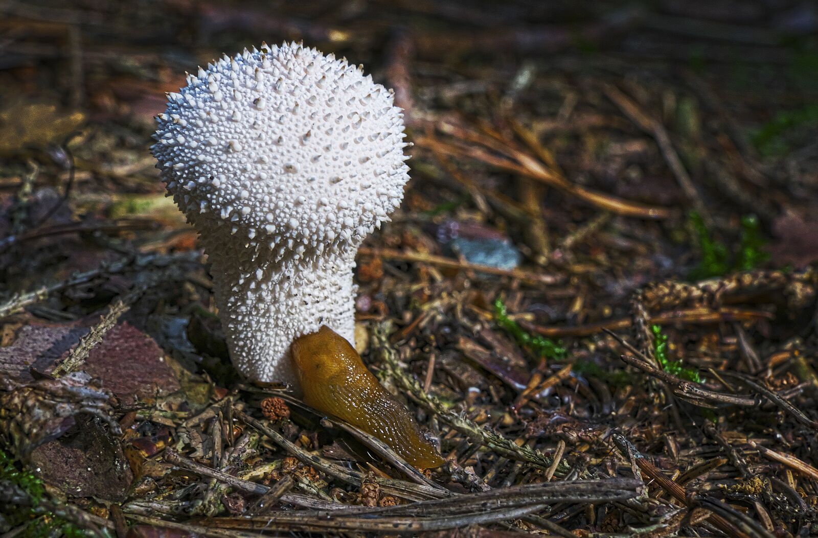 Panasonic Lumix DMC-FZ1000 sample photo. Mushroom, snail, bottle umbrinum photography