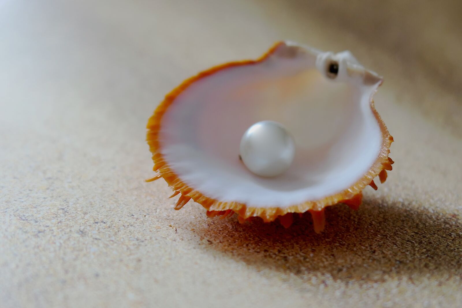 Panasonic Lumix DMC-LX10 (Lumix DMC-LX15) sample photo. Shell, the beach pearl photography