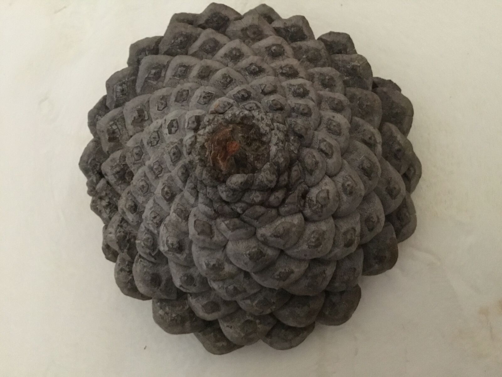Apple iPad (5th generation) sample photo. Fibonacci, nature, oak photography