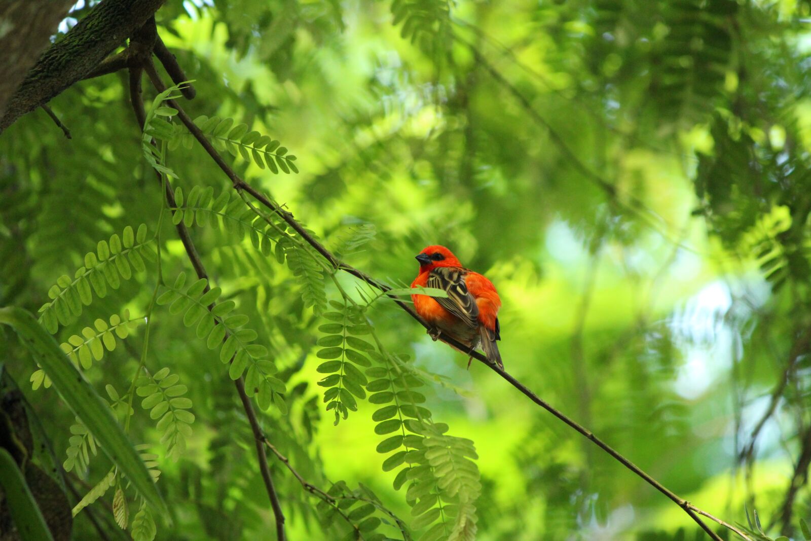 Canon EOS 1200D (EOS Rebel T5 / EOS Kiss X70 / EOS Hi) sample photo. Zoo, bird, animal photography