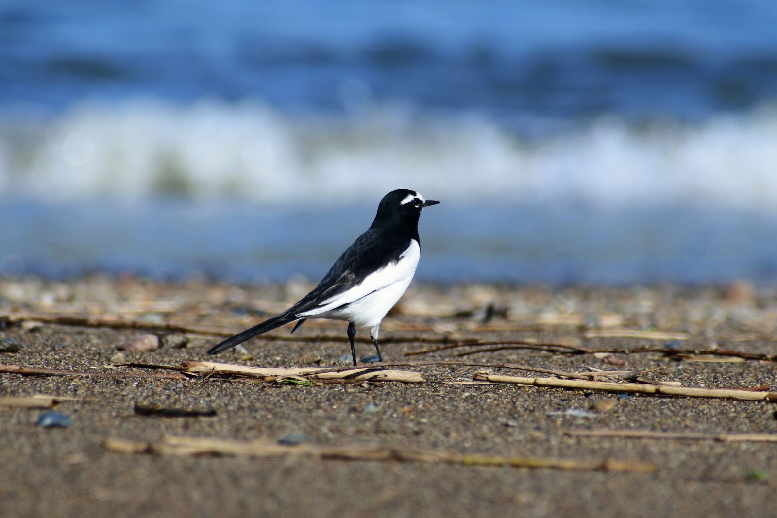 VR 70-300mm f/4.5-6.3G sample photo. Animal, river, sea photography