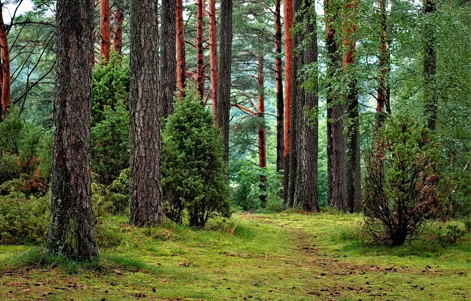 Nikon D80 sample photo. Forest, forests tucholski, poland photography