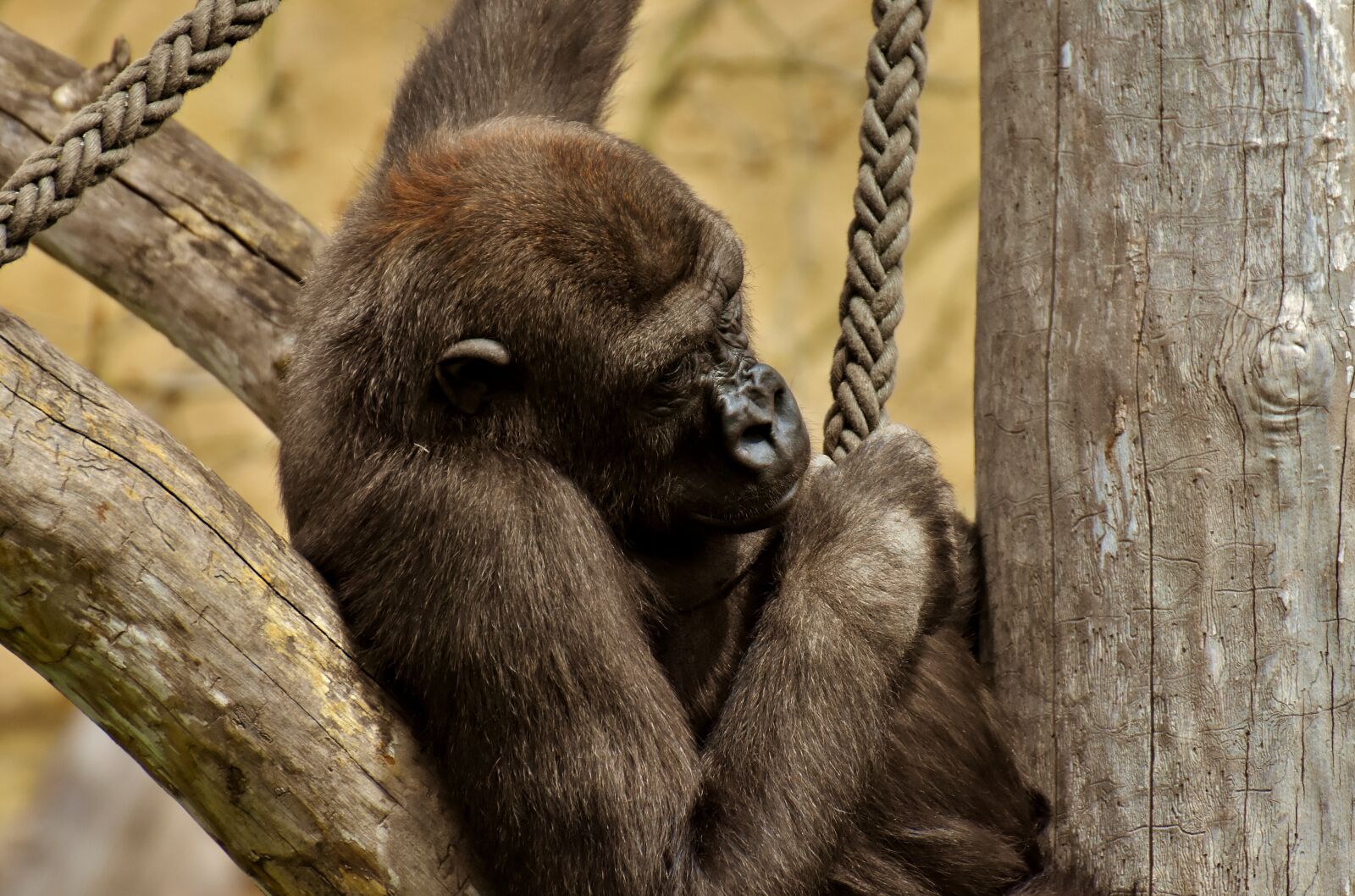 Nikon D7200 sample photo. Gorilla, monkey, animal photography