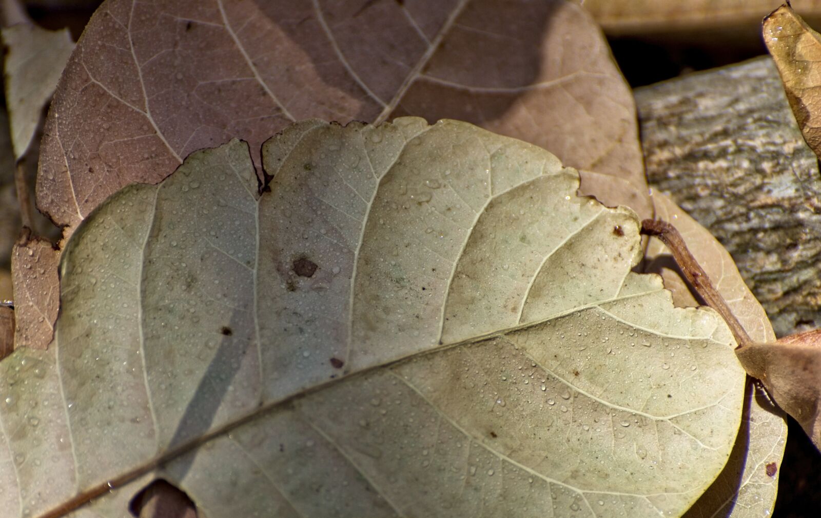Nikon D7200 sample photo. Dry leaves, cashew tree photography