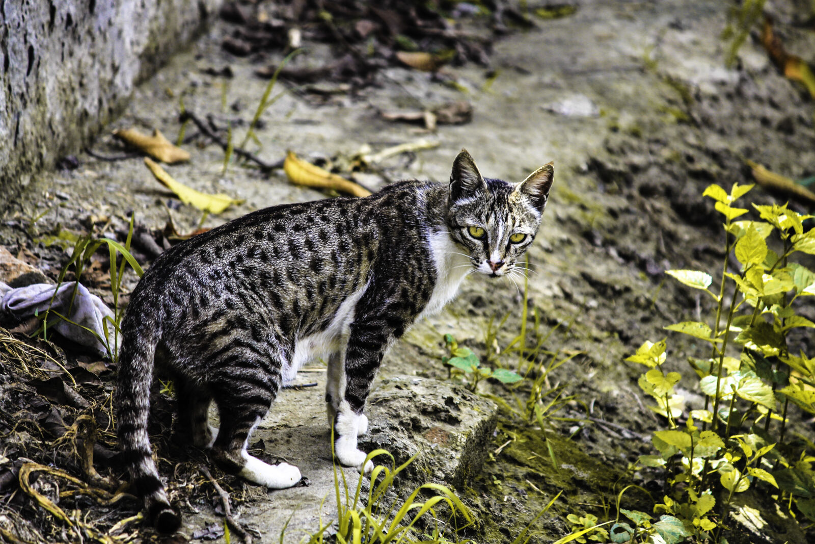 Canon EF-S 55-250mm F4-5.6 IS II sample photo. Cat, cat, face, pussycat photography