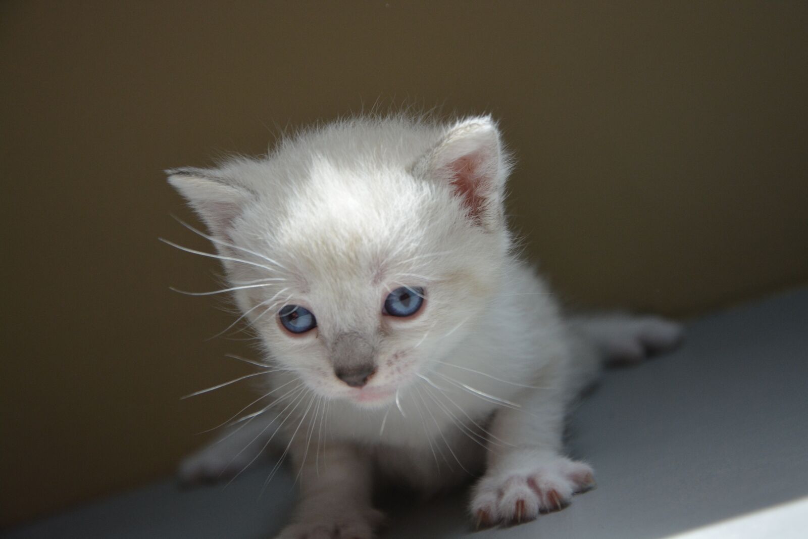 Nikon D5200 sample photo. Kitten, cat, eyes photography
