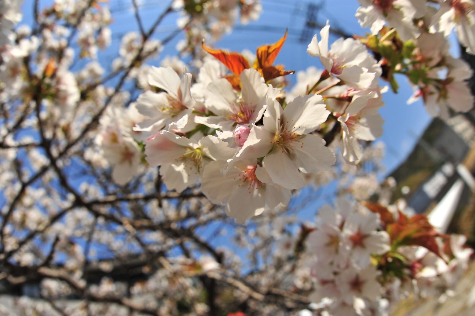 Nikon D700 sample photo. Cherry blossoms, spring, sky photography
