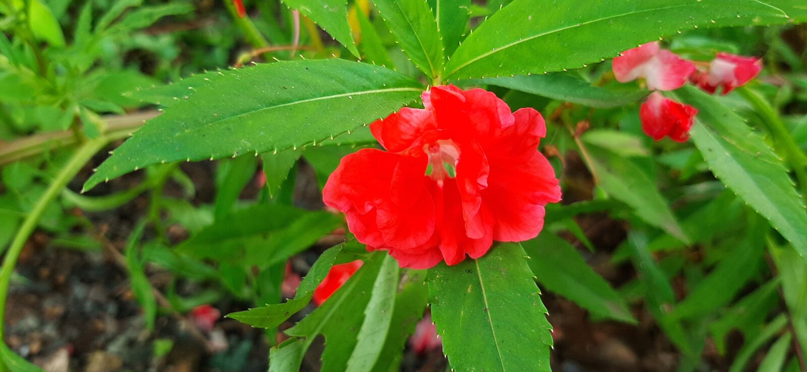Samsung SM-A307FN sample photo. Red, fresh, flower photography