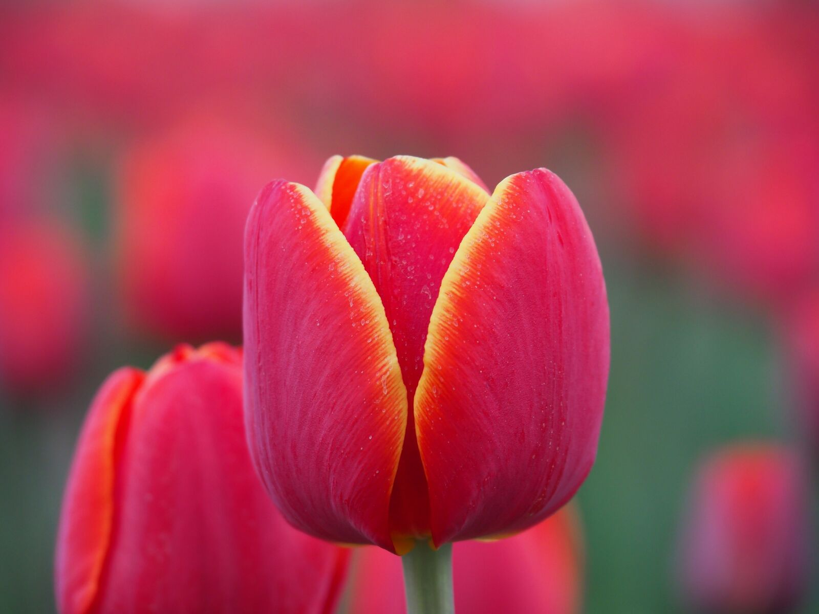 Olympus OM-D E-M10 II sample photo. Nature, tulips, spring photography