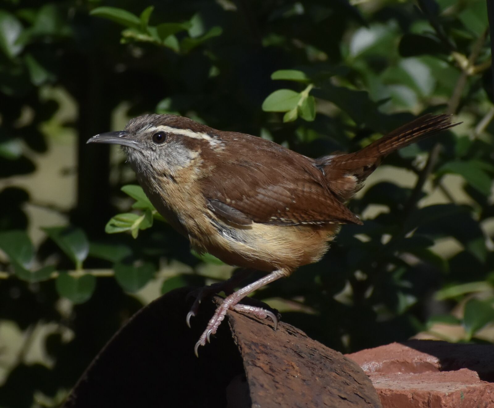 Nikon D7200 sample photo. Wildlife, bird, nature photography