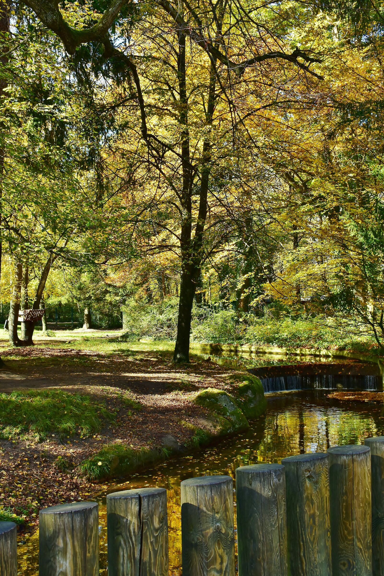 Nikon D7200 sample photo. Nature, trees, forest photography
