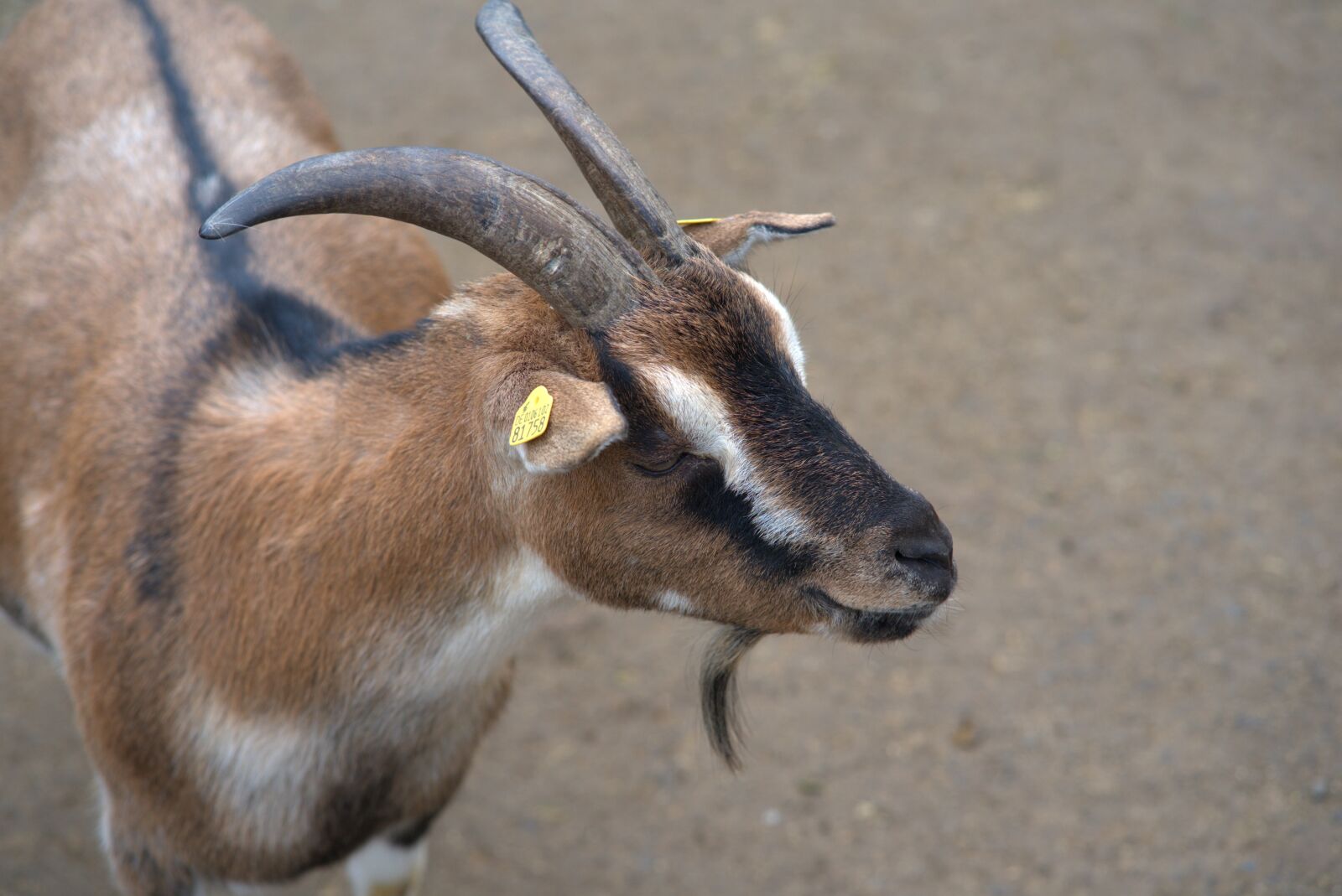 Sony a7 II + Sony FE 85mm F1.8 sample photo. Goat, domestic goat, horns photography