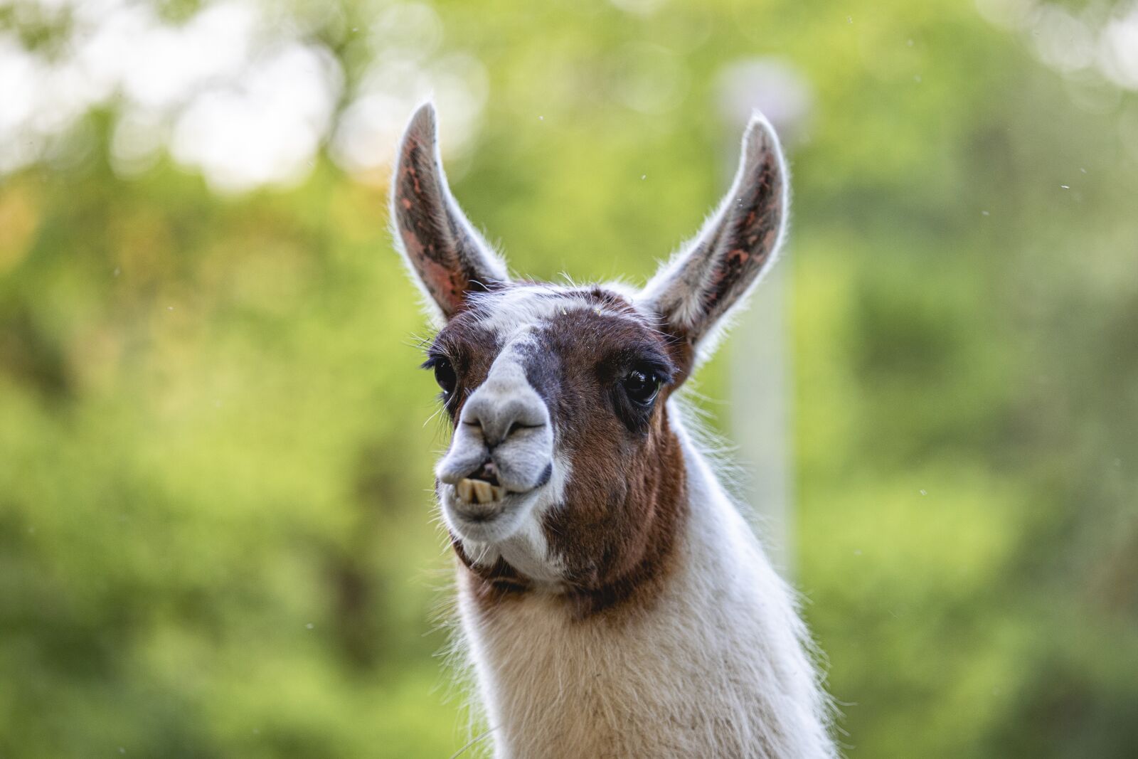 Canon EOS 5D Mark IV sample photo. Llama, country, nature photography
