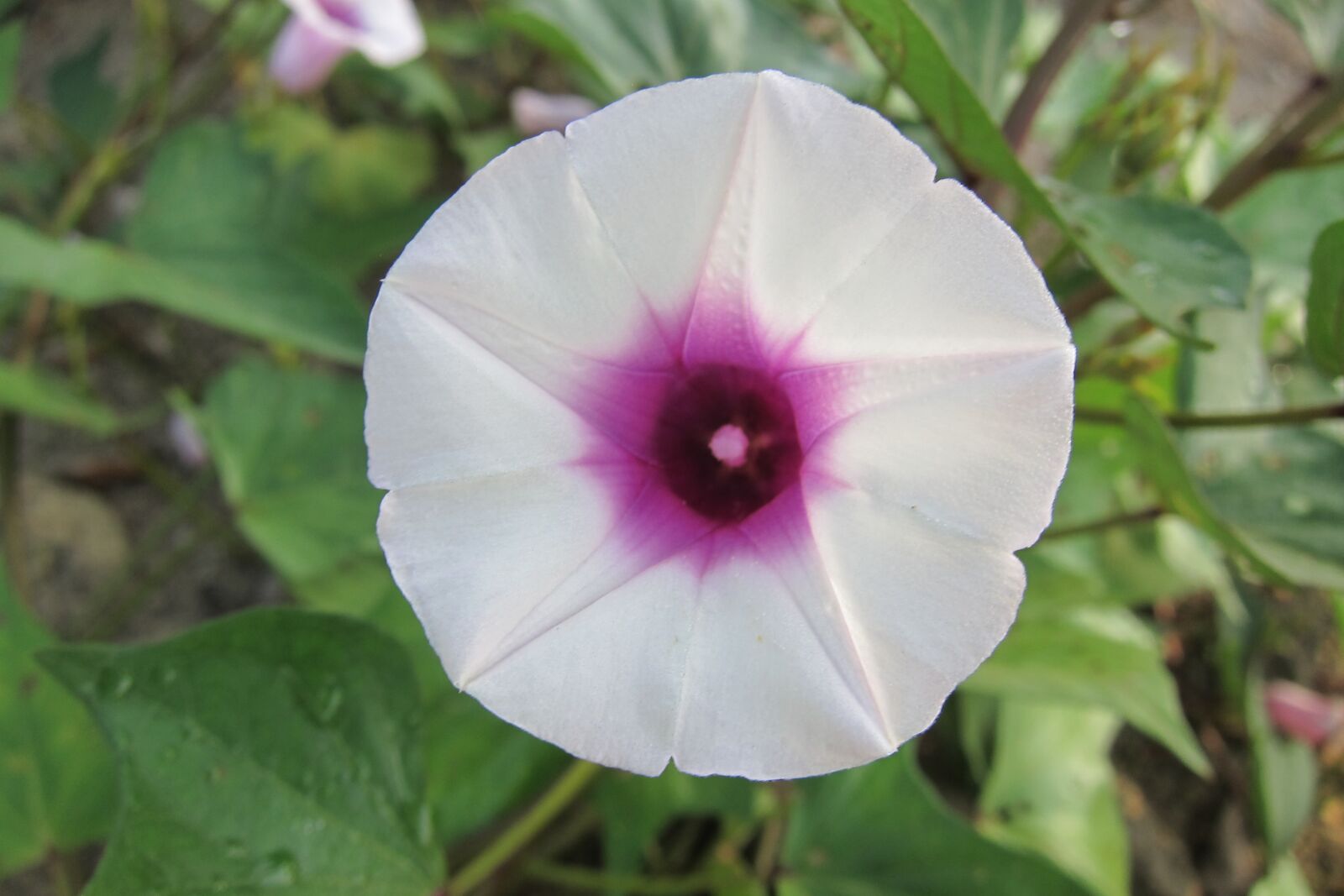 Canon PowerShot S95 sample photo. Morning glory, flower, purple photography