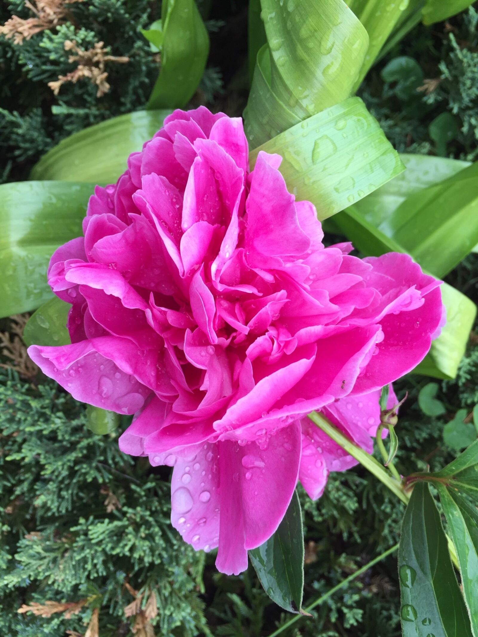 Apple iPhone 6 sample photo. Peony, flower, pink photography