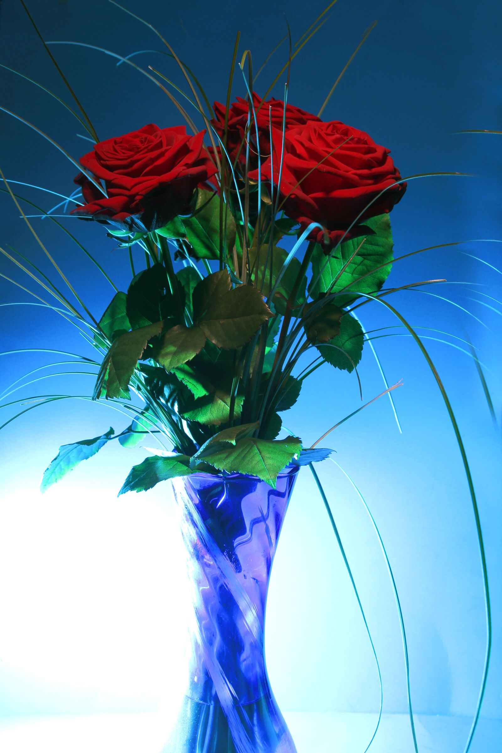 Canon EOS 7D sample photo. Rose, vase, blue photography