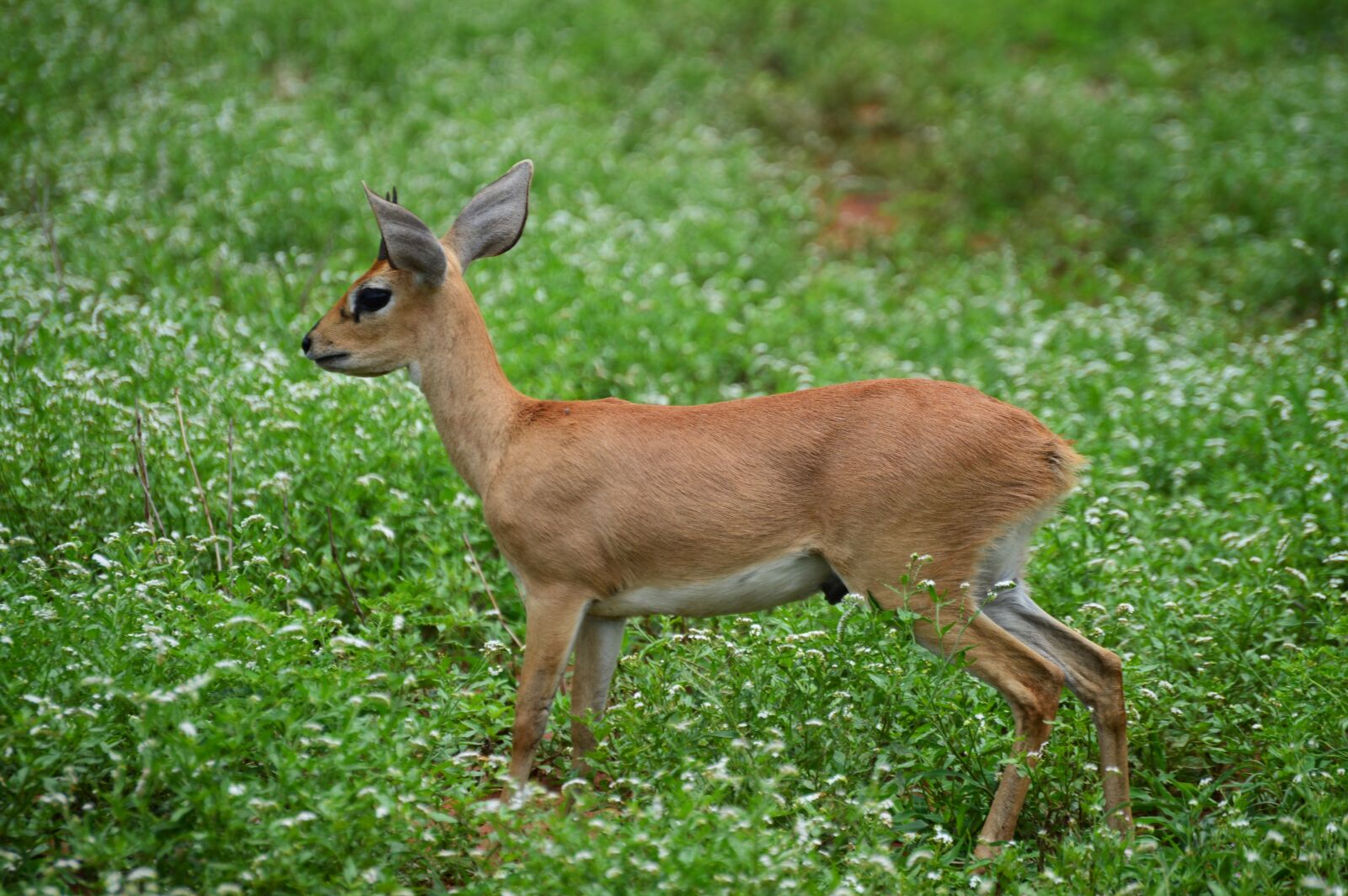 Nikon D3200 sample photo. Steenbok, steinbuck, antelope photography