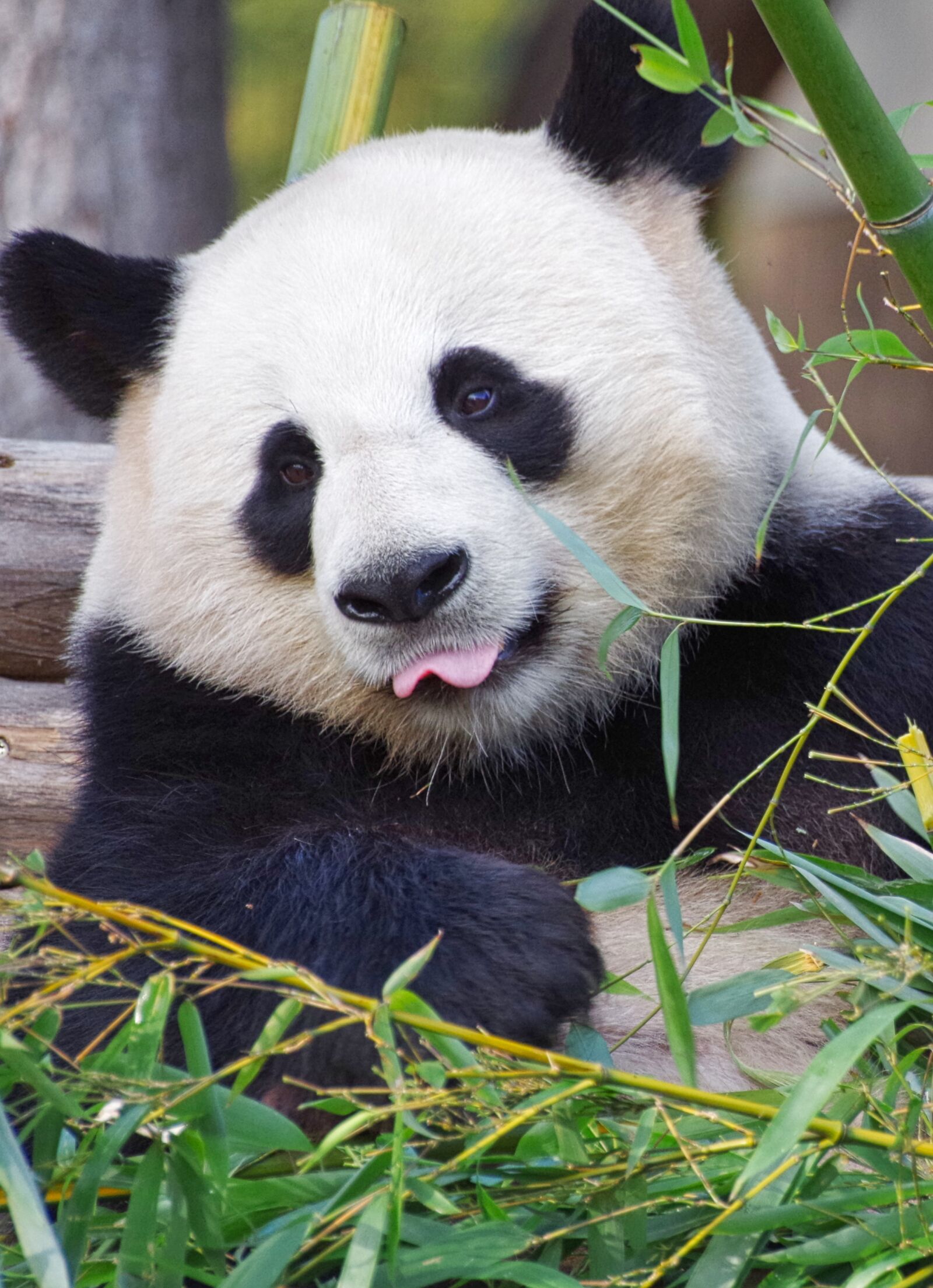 Pentax K-30 sample photo. Panda, giant panda, zoo photography