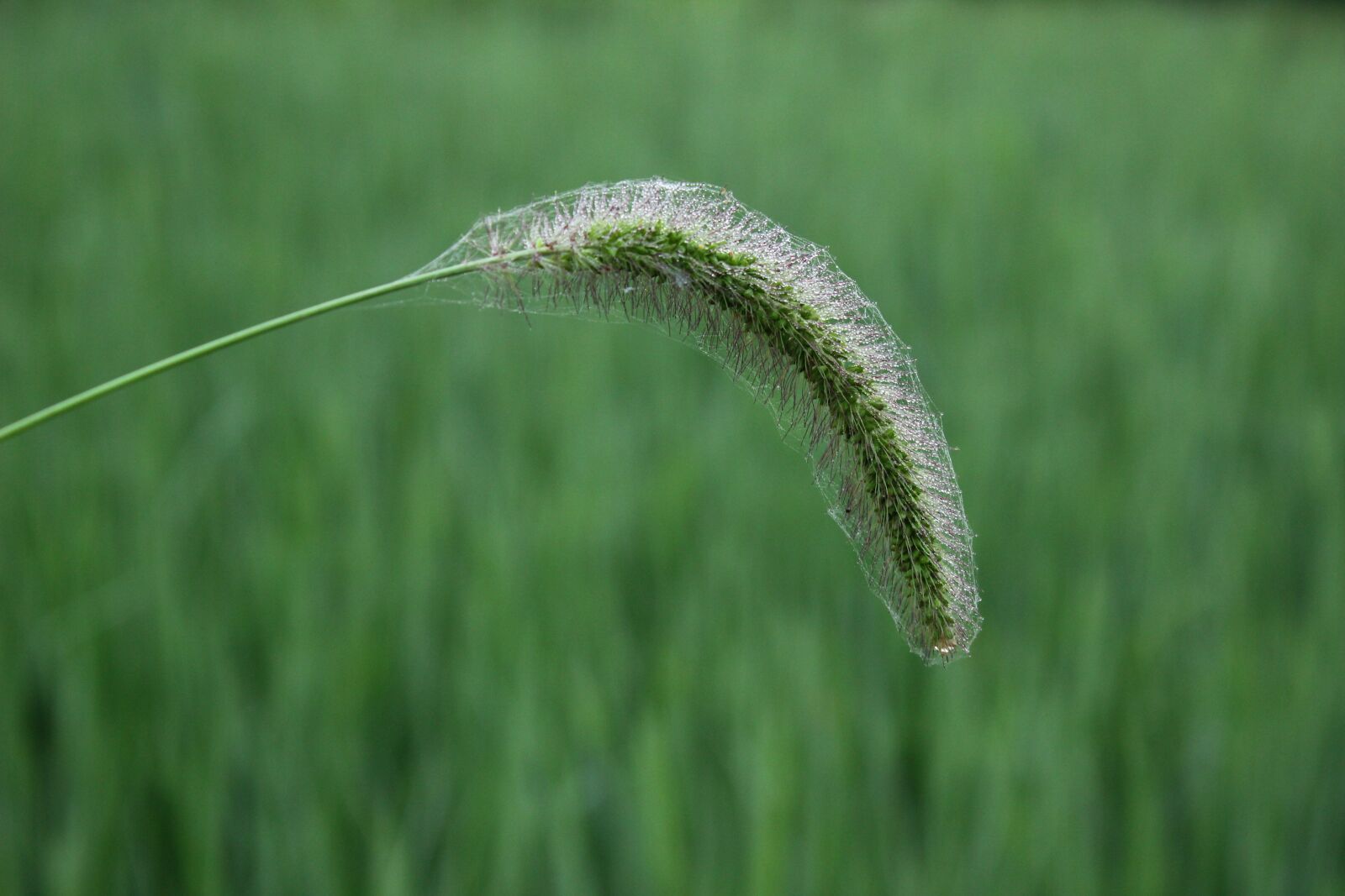 Canon EOS 600D (Rebel EOS T3i / EOS Kiss X5) sample photo. The dog's tail grass photography