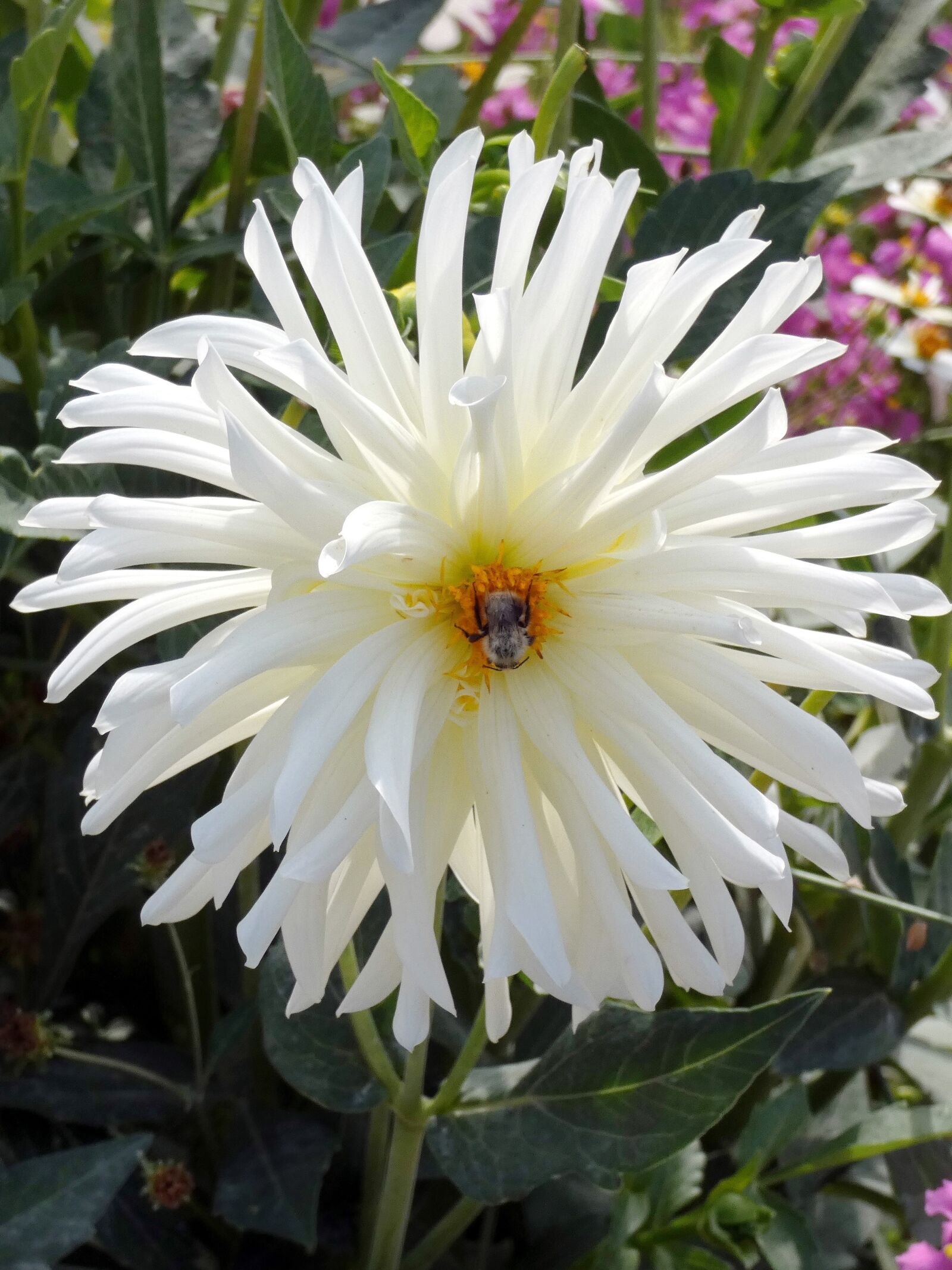 Panasonic Lumix DC-FZ80 (Lumix DC-FZ82) sample photo. Dahlia, white, dahlia-cactus photography