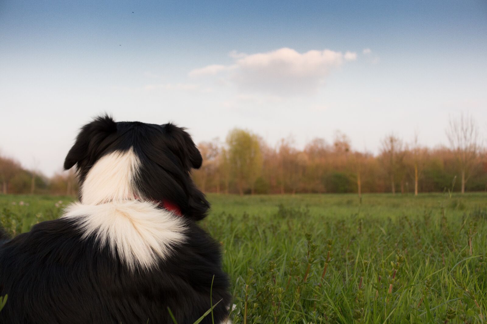 Canon EOS 700D (EOS Rebel T5i / EOS Kiss X7i) sample photo. Dog, landscape, hats photography