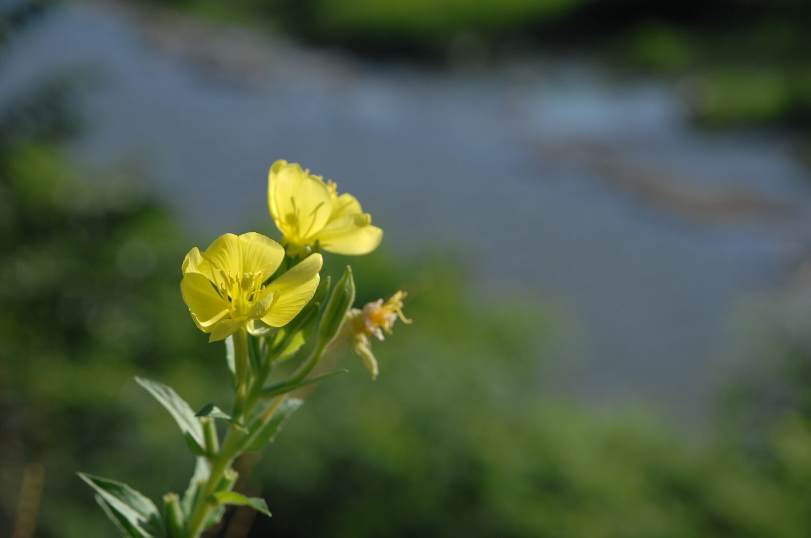 Nikon D2Xs sample photo. Evening primrose, yellow photography
