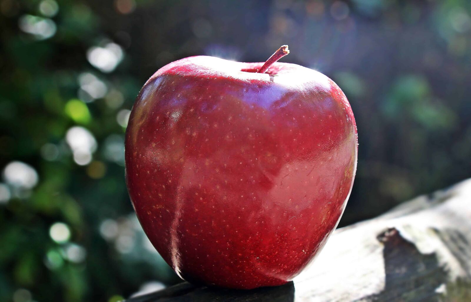 Canon EOS 550D (EOS Rebel T2i / EOS Kiss X4) sample photo. Fruit, food, red apple photography