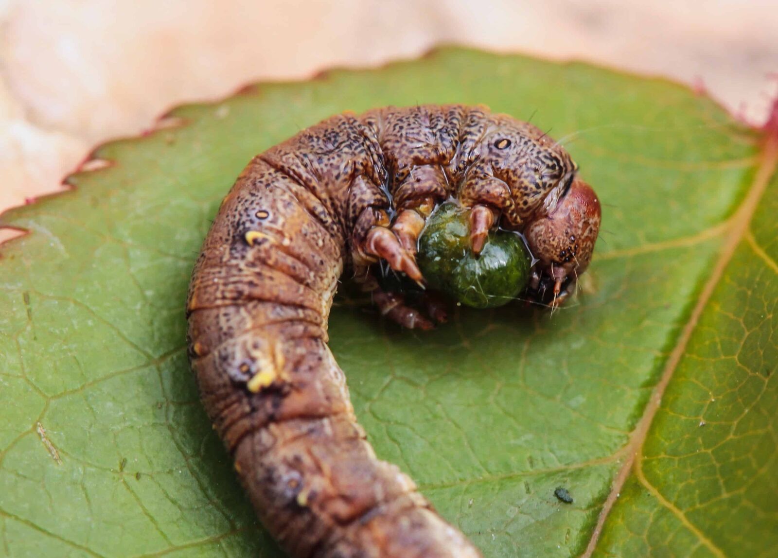 Canon EOS 1100D (EOS Rebel T3 / EOS Kiss X50) sample photo. Caterpillar, moth, invertebrate, worm photography