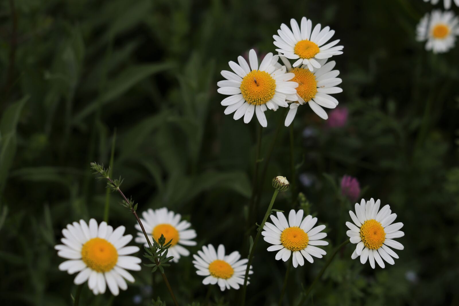 Canon EOS 6D + Canon EF 70-300 F4-5.6 IS II USM sample photo. Daisy, blooming, spring photography