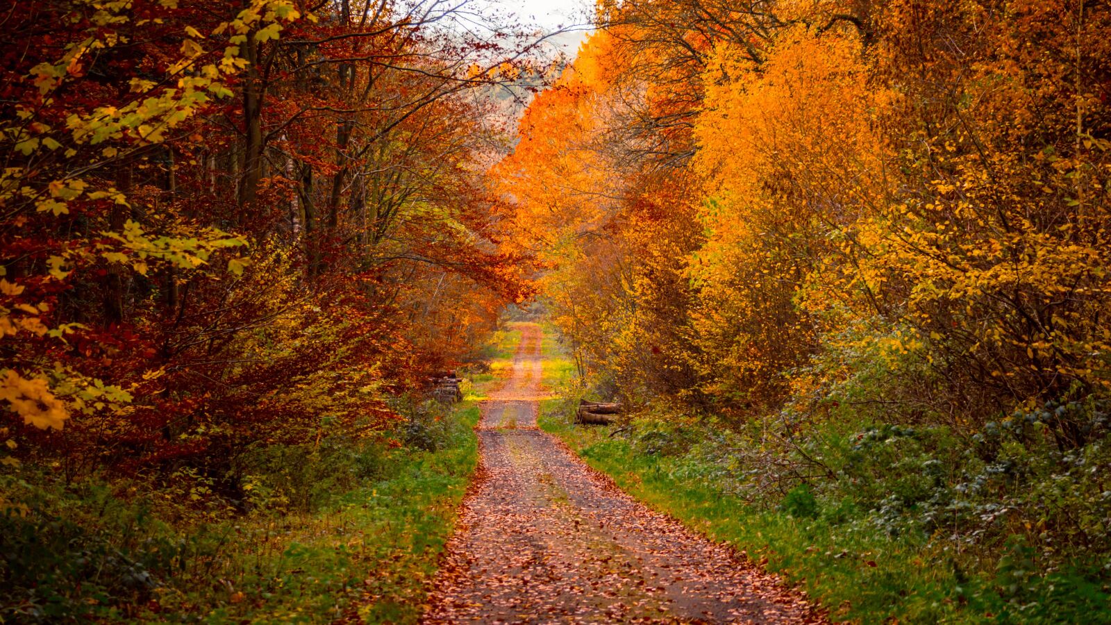 Canon EOS 70D sample photo. Forest, autumn, mood photography