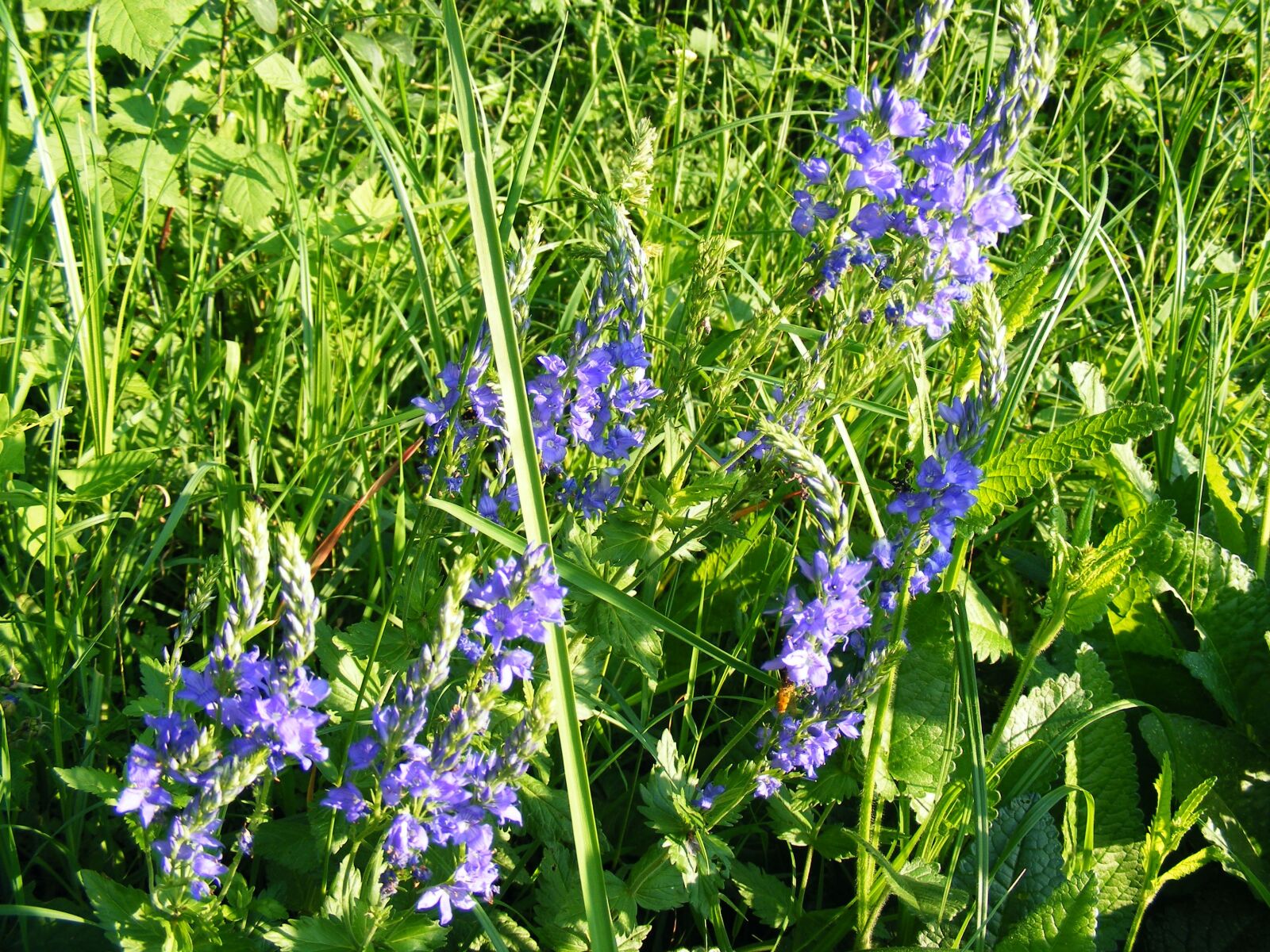 Fujifilm FinePix S5700 S700 sample photo. Floral, plants, natural photography