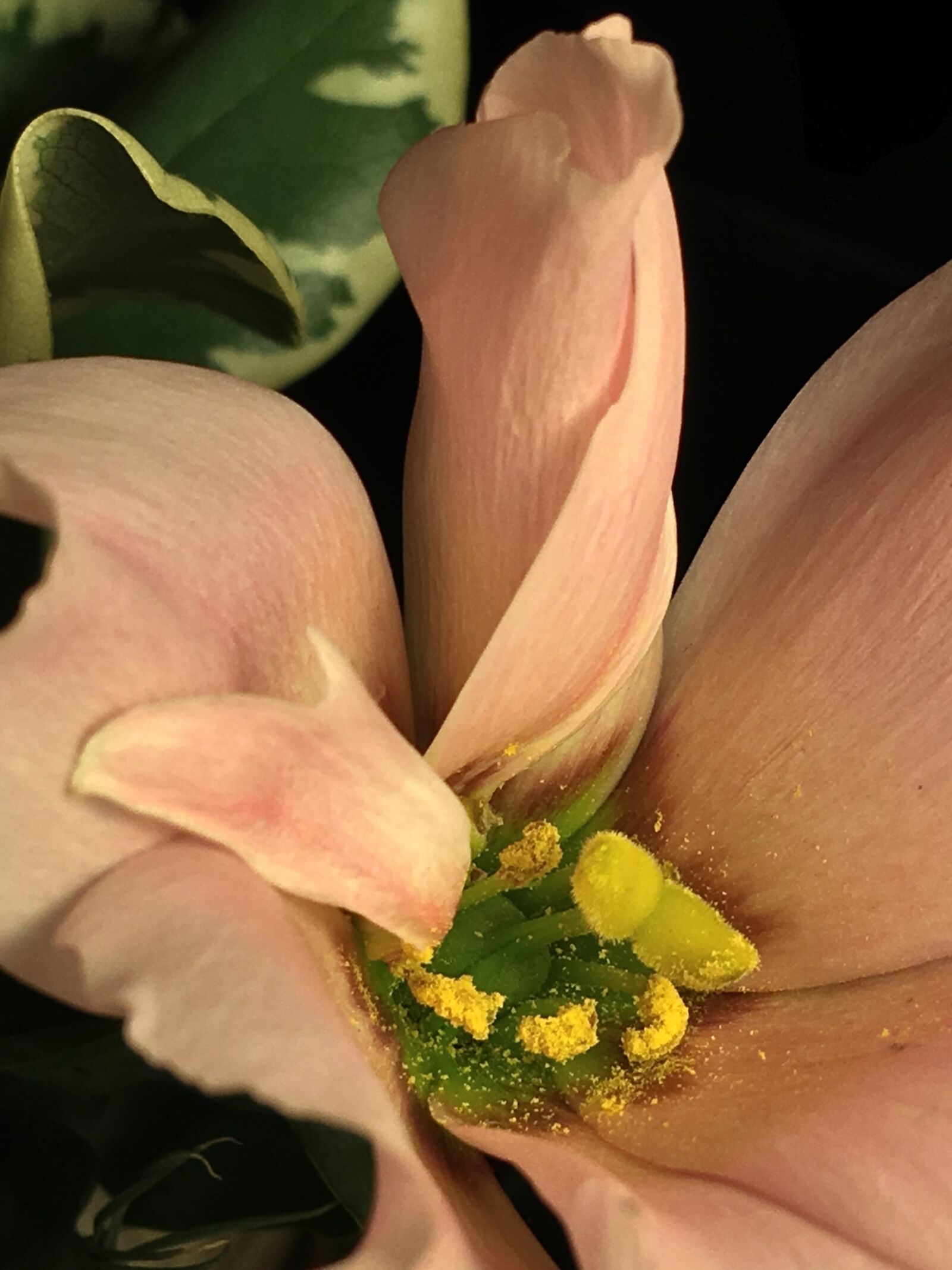 Apple iPhone 6s Plus sample photo. Pollen, pistils, flowering photography