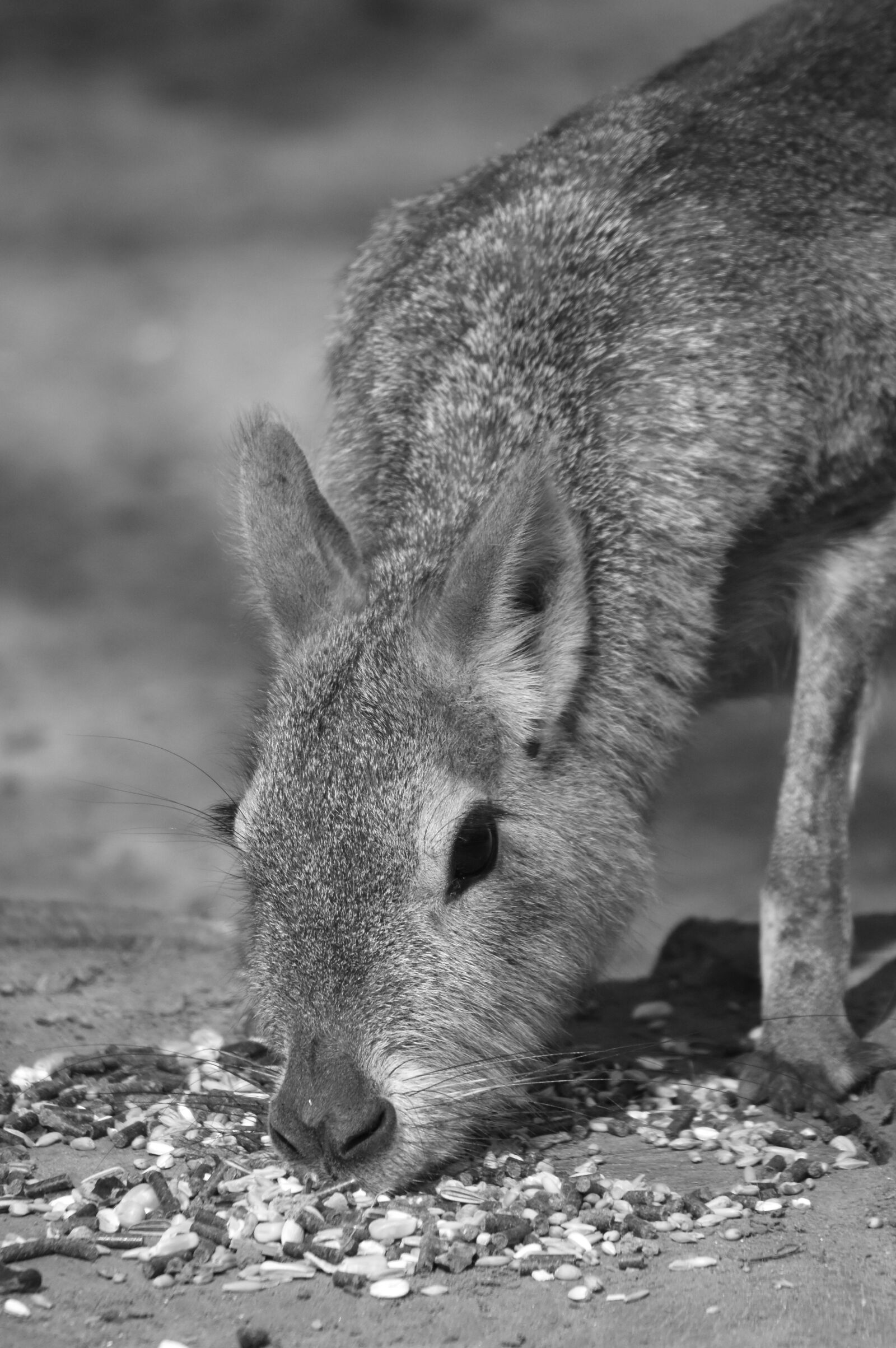 Nikon D7200 sample photo. Mara, animal, mammal photography