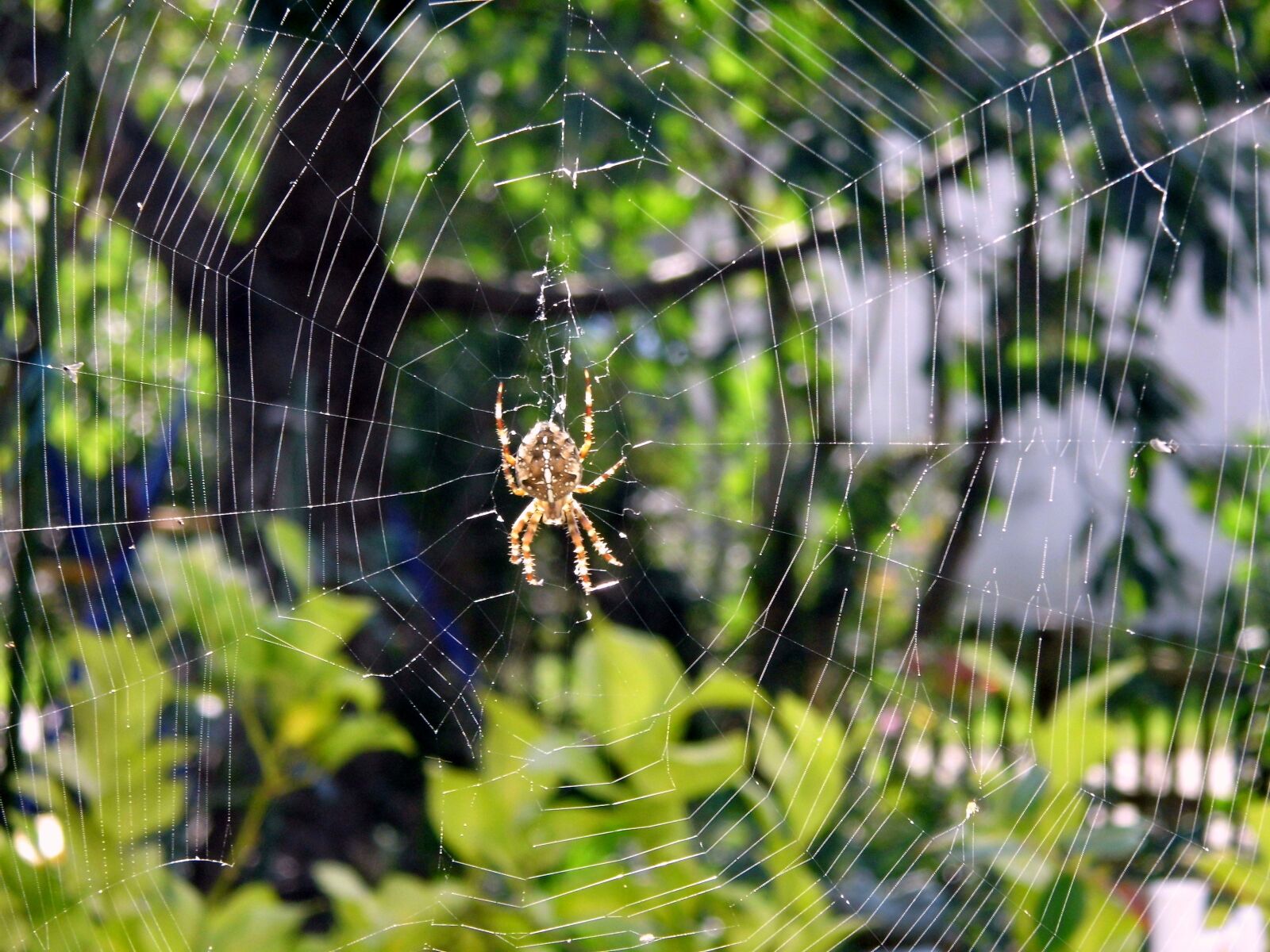 Benq GH600 sample photo. Spider, autumn, cobweb photography