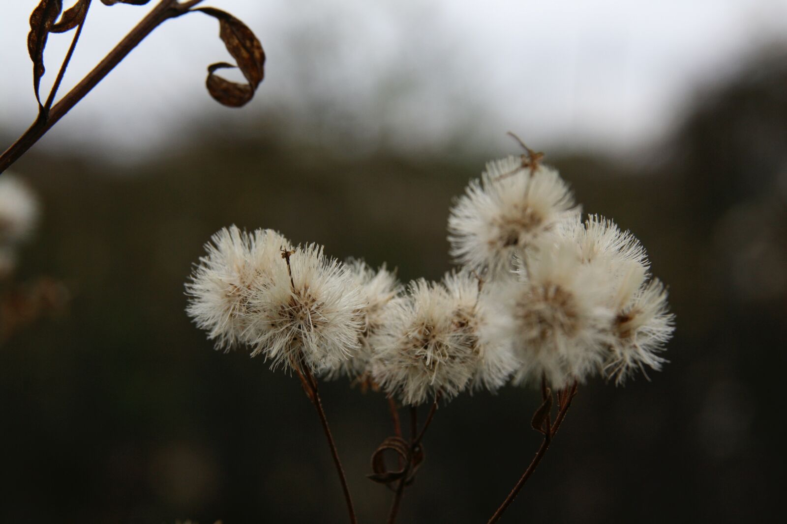 Canon EOS 400D (EOS Digital Rebel XTi / EOS Kiss Digital X) sample photo. Dried flowers, autumn, dry photography