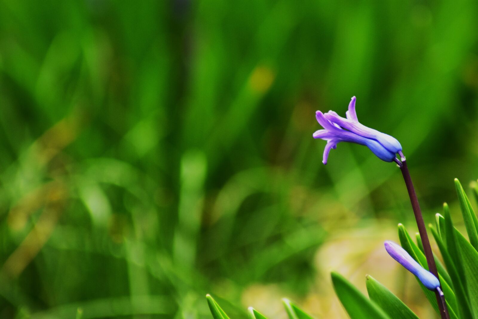 Nikon D3400 sample photo. Purple, flower, garden photography