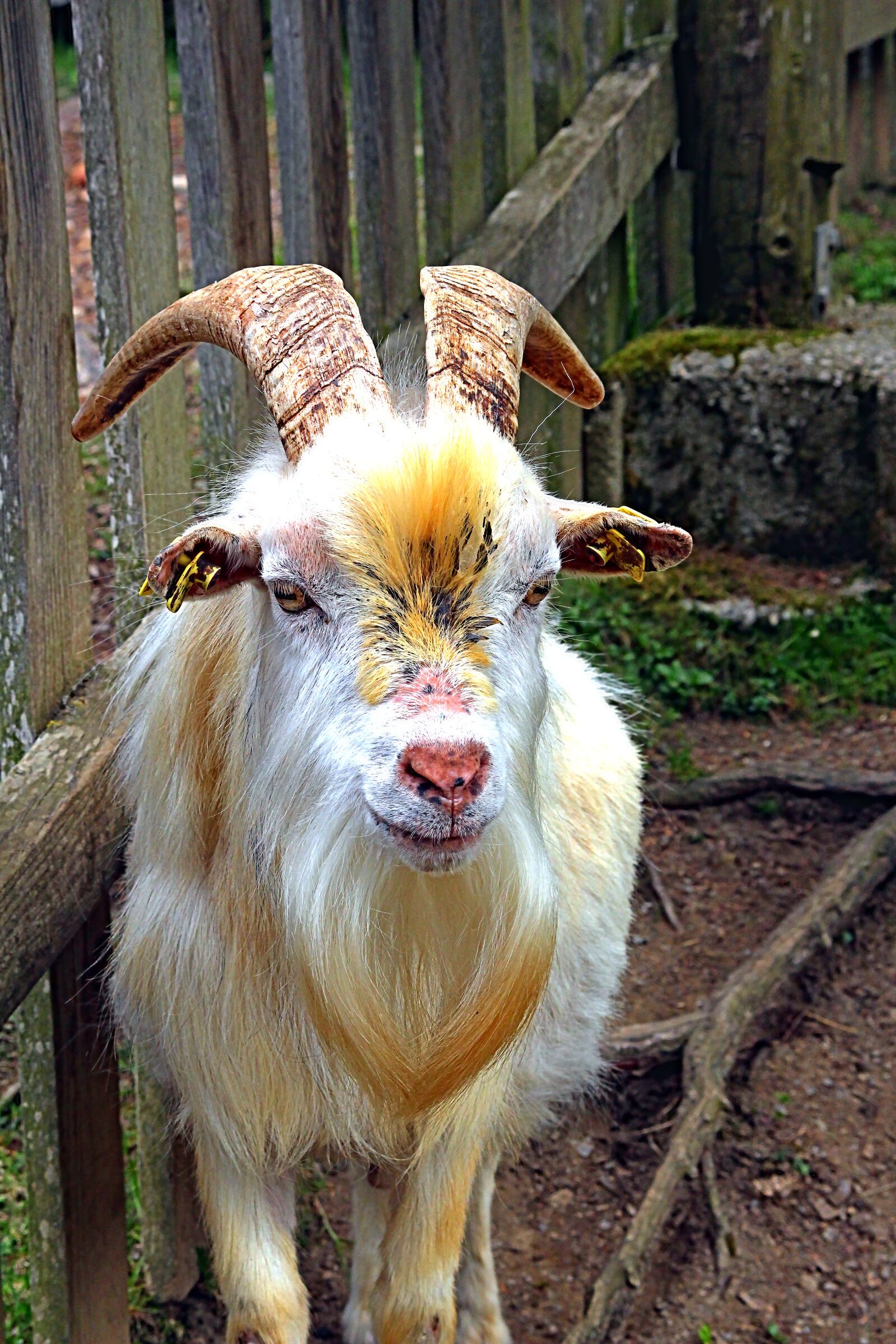 Canon EOS 650D (EOS Rebel T4i / EOS Kiss X6i) sample photo. Goat, farm, livestock photography