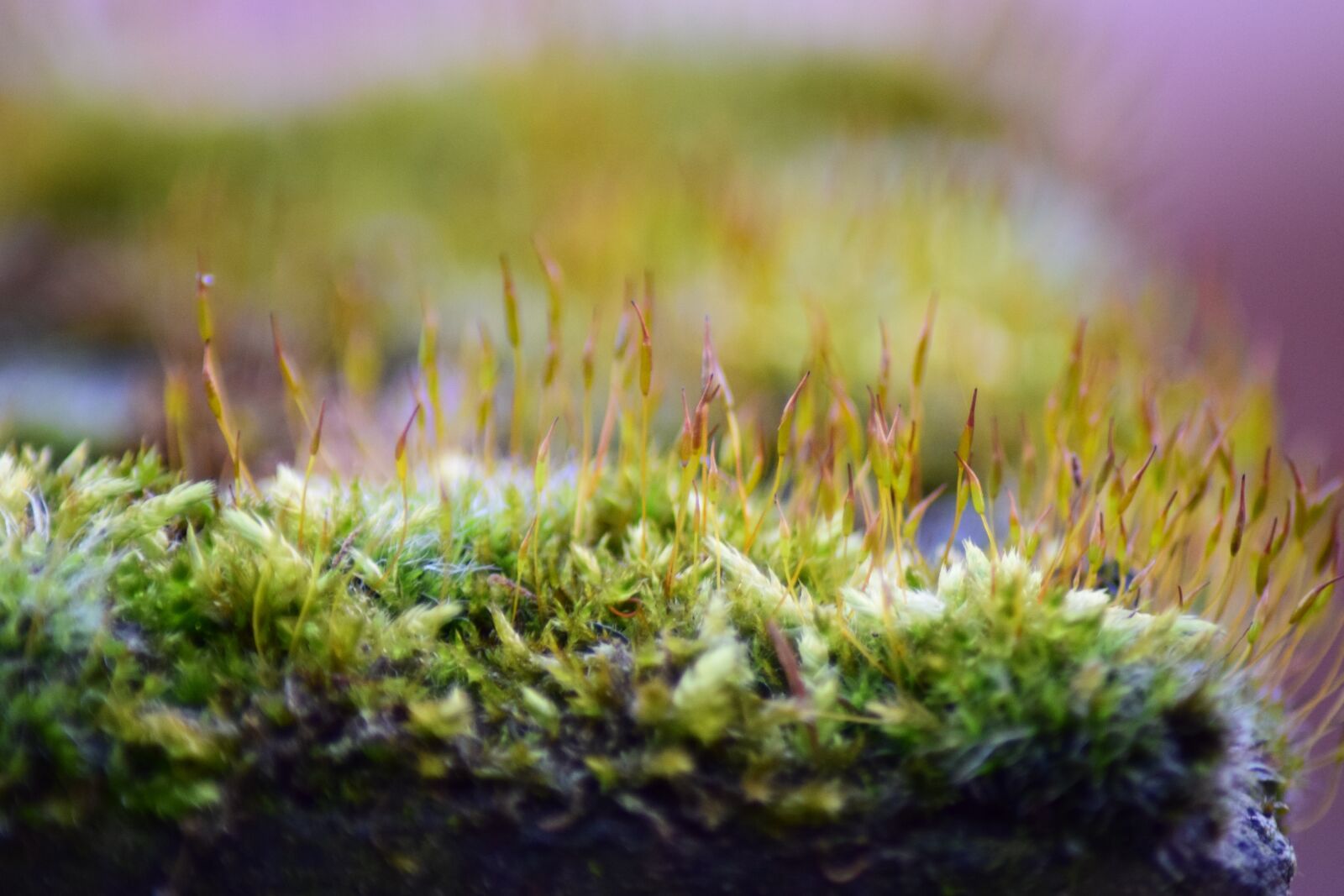 Nikon D5300 sample photo. Nature, grass, plant photography